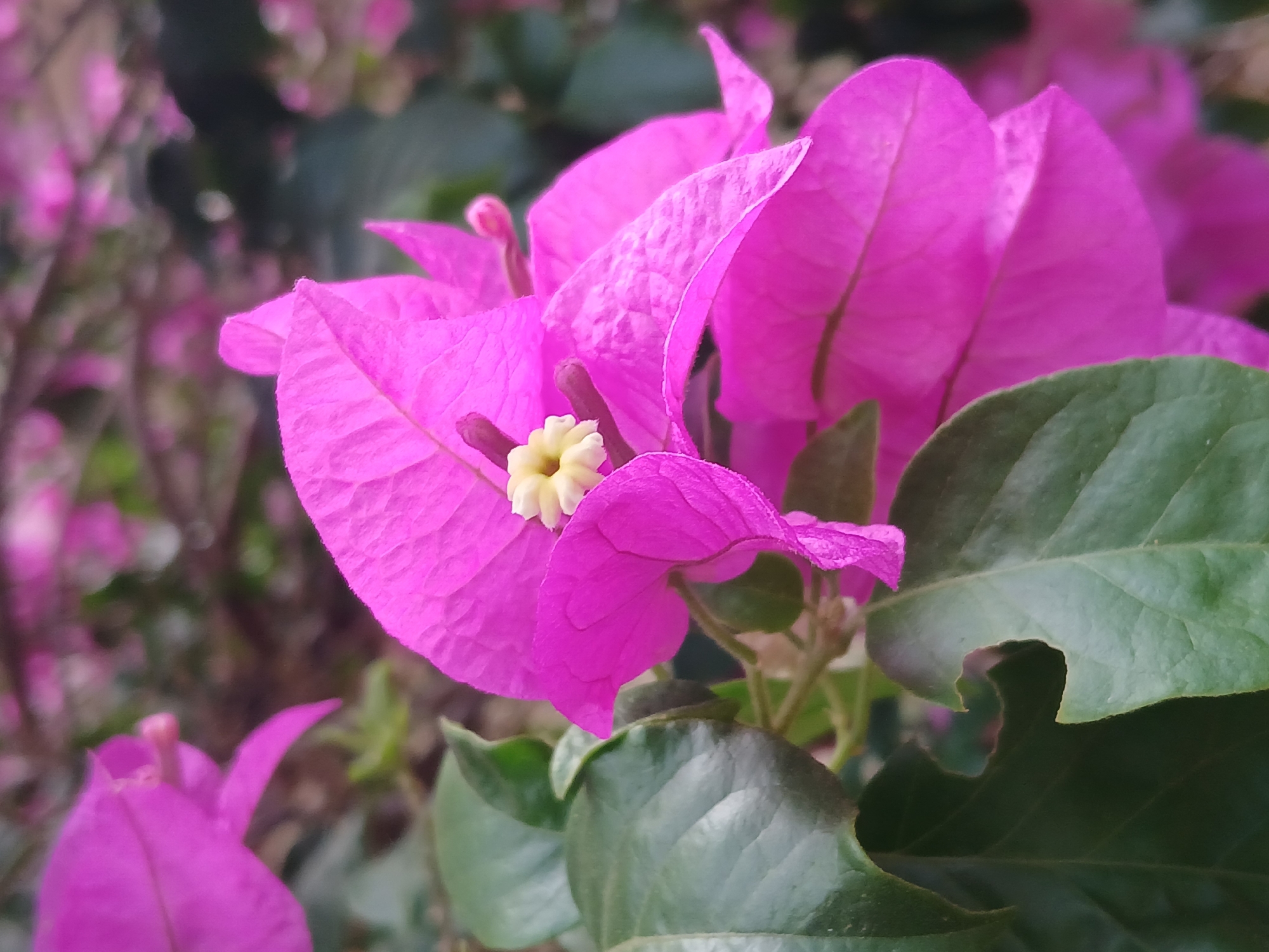 The image captures a close-up of a cluster of vibrant pink bougainvillea flowers in full bloom, set against a backdrop of green foliage. A small, star-shaped white flower is nestled within the pink bracts. The setting is likely Ciudad Guayana, Venezuela, given the prompt's specifications. The image focuses solely on the botanical elements of the scene, with no people or discernible built environment in view. The lighting is soft, casting gentle shadows across the petals and leaves.
