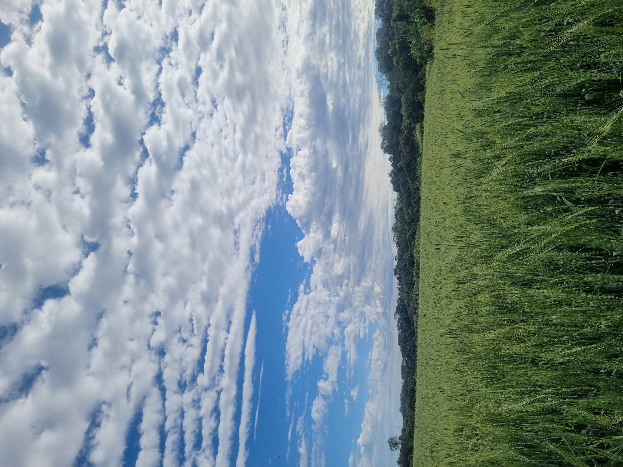 This is a vertical, full shot taken outdoors in Laranjal Paulista, Brazil. The foreground is dominated by a vast, dense field of bright green wheat, stretching from the bottom edge of the frame to the horizon line. The wheat stalks are tall and appear to be in their early growth stages, showing a vibrant, uniform green. In the distance, a lush, dark green tree line forms a natural boundary with the field. The background is a bright blue sky filled with a complex pattern of white, fluffy clouds. These clouds are varied in size and shape, with some appearing as scattered wisps and others forming larger, more defined formations. The overall scene depicts a rural agricultural landscape under a dynamic sky.