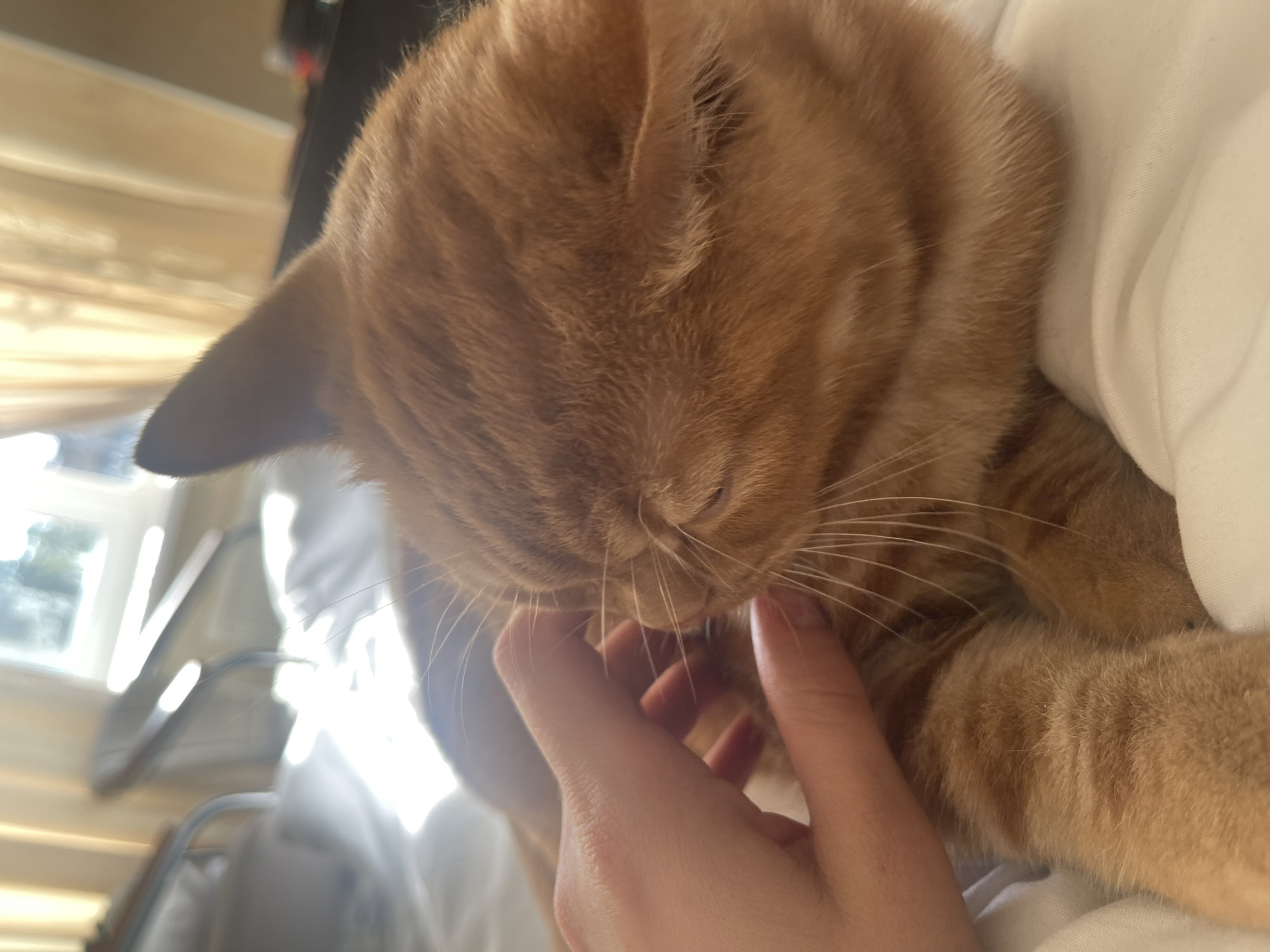 A close-up, slightly blurred shot shows an orange tabby cat being petted by a human hand on a bed. The cat's eyes are closed, and its head is tilted slightly. The background is out of focus, but appears to be a sunlit room with sheer curtains and furniture. The image does not contain any information that would allow for a location in the city of Kommunarka, Russia.