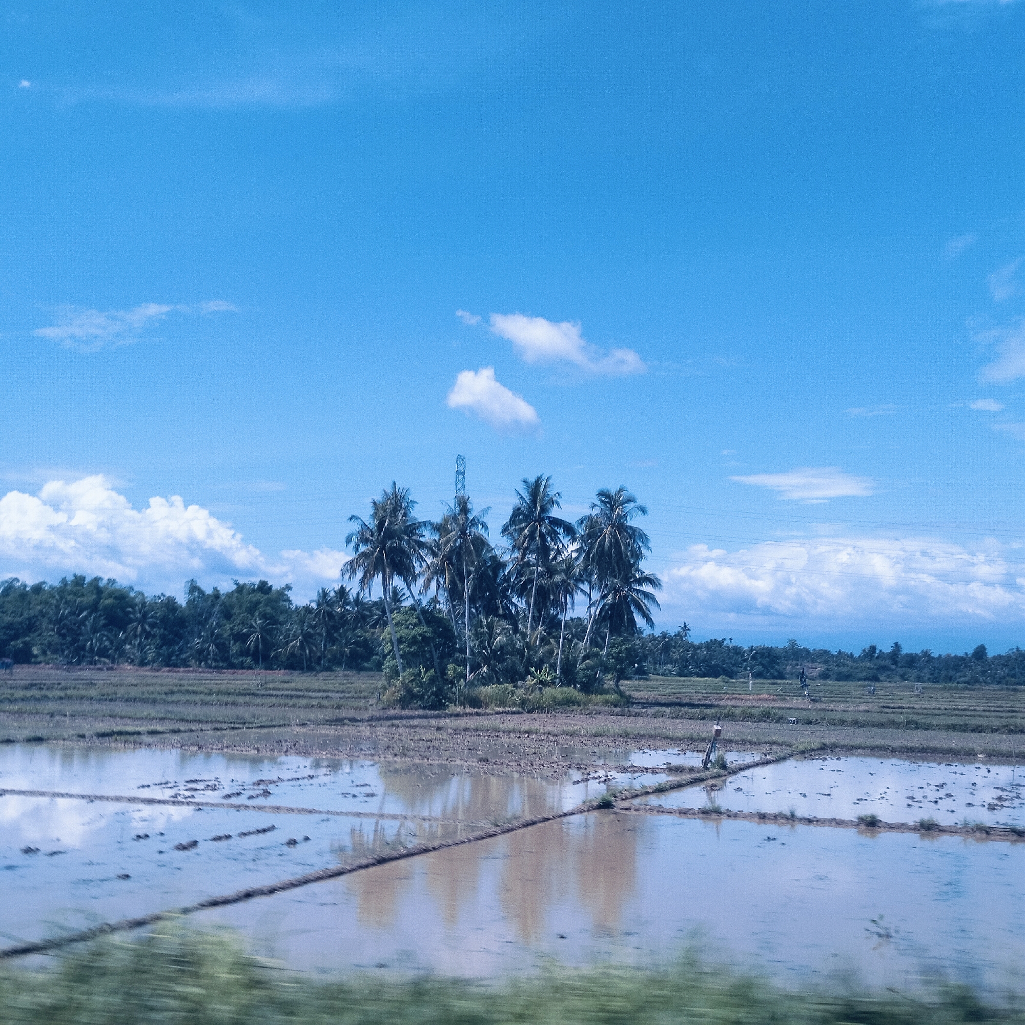 The image displays a serene rural landscape in Cotpuuk, Indonesia, characterized by vast rice paddies under a clear, bright blue sky with scattered white cumulus clouds. A prominent feature in the mid-ground is a dense cluster of tall coconut palm trees situated on a raised area within the fields. Behind this cluster, a tall, metallic power transmission tower is visible, extending above the tree line.
The foreground is dominated by extensive rice paddies, many of which are flooded with water, creating reflections of the sky and trees. The paddies are segmented by narrow earthen dikes, and patches of darker, tilled soil suggest ongoing preparation for cultivation. A distant line of lush tropical vegetation, predominantly coconut trees, forms the backdrop across the horizon. A small, indistinct human figure can be observed in the far right section of the flooded paddy, possibly a farmer.
The bright lighting indicates it is daytime. The overall scene suggests a tranquil agricultural setting. The blurred green area at the very bottom of the image hints that the photograph was taken from a moving vehicle. No visible text is present in the image.