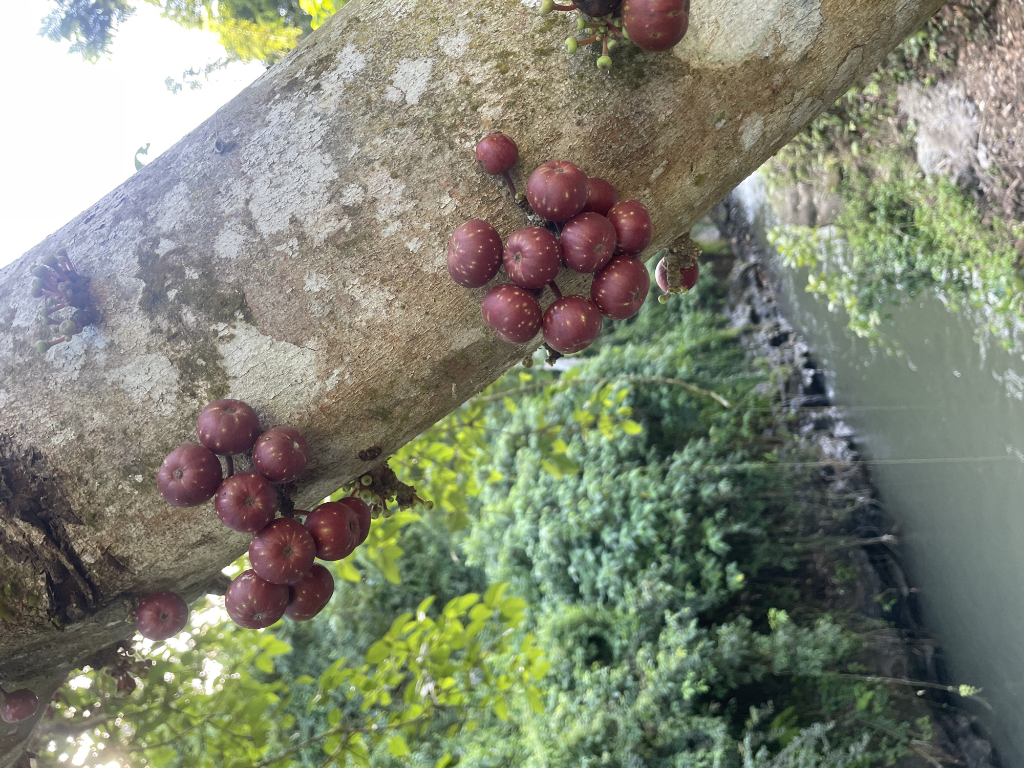A tree branch with clusters of reddish-brown fruit is prominent in the image. The fruit has small, light-colored spots. The branch is part of a tree located near a body of water surrounded by lush green vegetation. The image was taken in Sukawati, Indonesia.