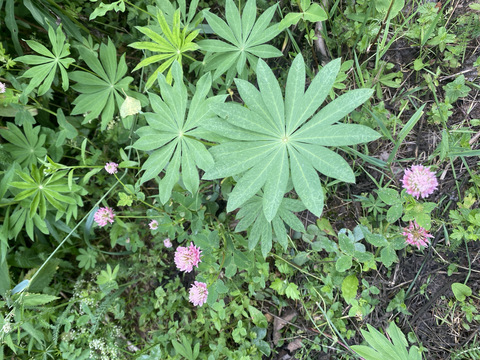 The image depicts a patch of ground covered in lush green foliage, interspersed with small pink flowers. Dominating the scene are large, palmate leaves, characteristic of a lupine plant, some of which are tinged with a lighter green hue. Smaller, clover-like leaves are scattered throughout the undergrowth, along with delicate white flowers on thin stems. The ground itself is a mixture of dark soil and decaying organic matter, with some dry leaves visible. The lighting suggests an outdoor setting, possibly a field or meadow. There are no people or animals present in the image. The context of Lindo-Pustyn' (Kantaurovskii S/S), Russia, indicates a rural or natural environment.