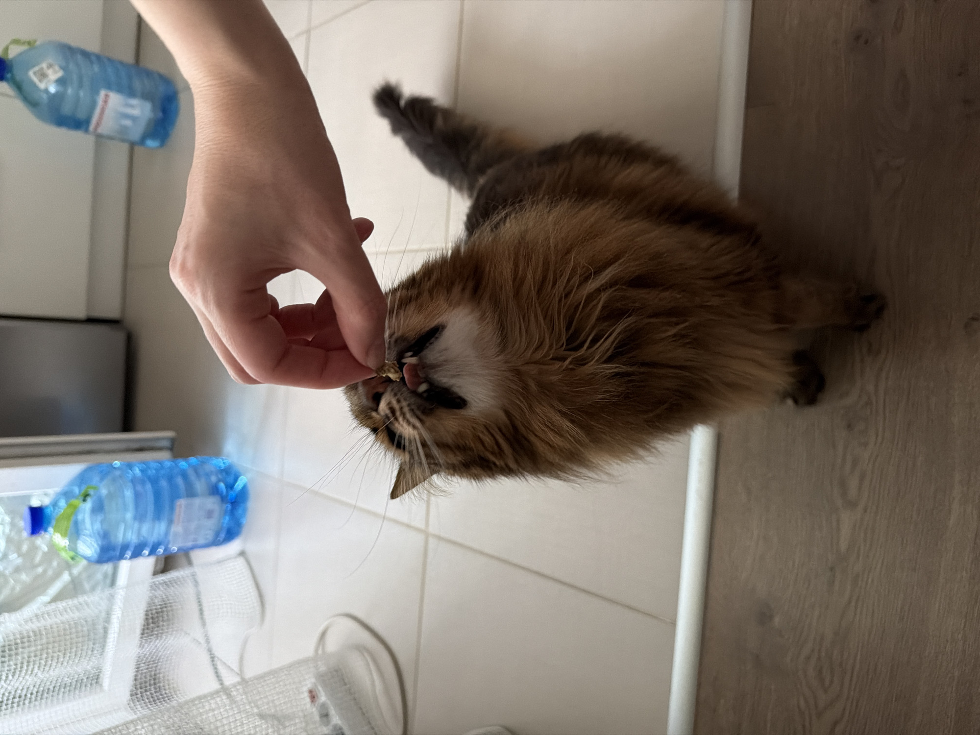 In a domestic setting, likely a kitchen, a fluffy brown cat is being fed a treat from a person's hand. The cat's head is tilted upwards, with its mouth open, reaching for the food. The background shows light-colored tiled flooring and a wooden floor at the bottom of the frame. In the background, two large blue water bottles are visible, one closer than the other. A white ventilation grate and a white baseboard are also present. The scene suggests a casual, everyday moment between a pet owner and their animal. The image does not provide any specific information about the location being in Kyiv, Ukraine.