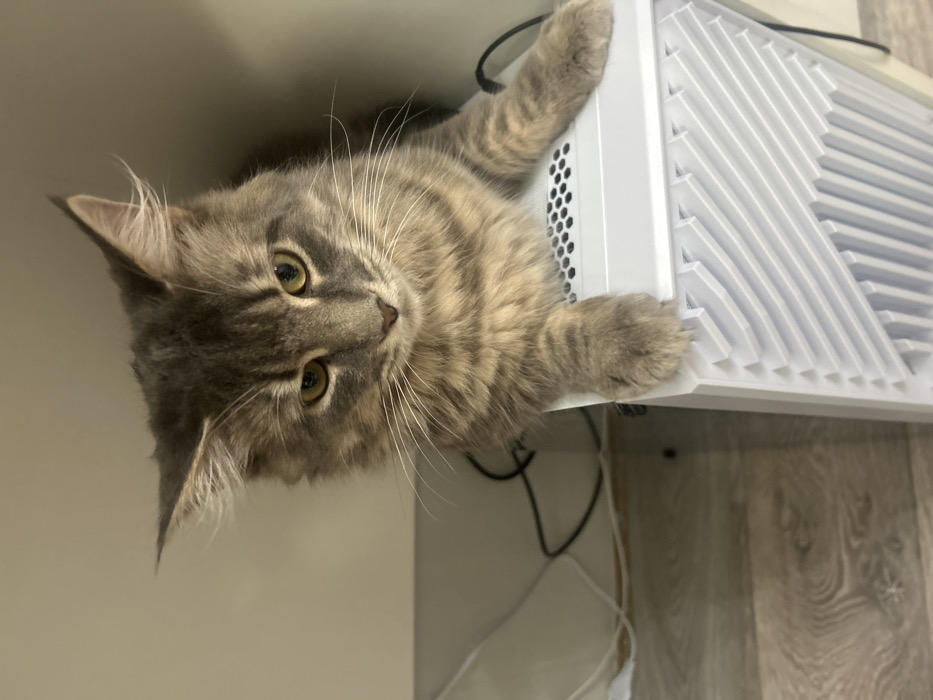 A long-haired domestic cat, exhibiting a grey and beige tabby pattern with darker stripes and prominent ear tufts, is positioned atop a white electronic device. The cat's amber-colored eyes are directed downwards and slightly to the left, with its whiskers fanned out. Its front paws rest on the upper surface of the device, which features a perforated top for ventilation and a textured, angular front panel. The device, possibly a computer tower or gaming console, is situated against a plain, light beige wall. Tangled black and white cables are visible behind the device and against the wall. A light wood or laminate floor is visible in the lower-left quadrant of the scene. The scene is located in Chaikovsky, Russia.