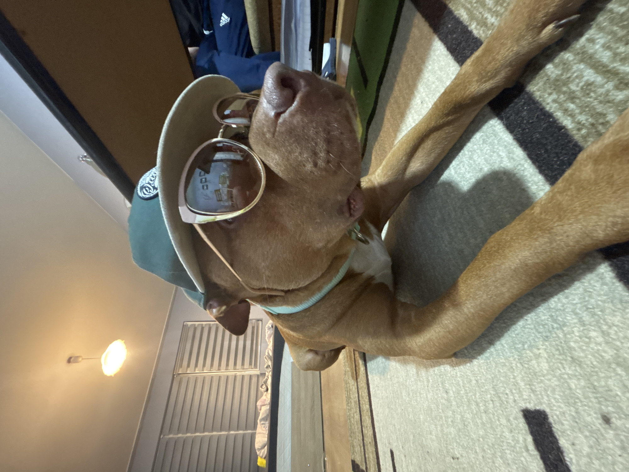 A medium-sized, tan-colored dog is lying on a patterned rug. The dog is wearing sunglasses and a hat. The dog's head is oriented towards the upper center of the frame, with its paws extending to the right side of the image. A light fixture is visible on the ceiling in the lower-left corner. Behind the dog are various objects including a door, and what appears to be clothing. The location cannot be determined from the image.