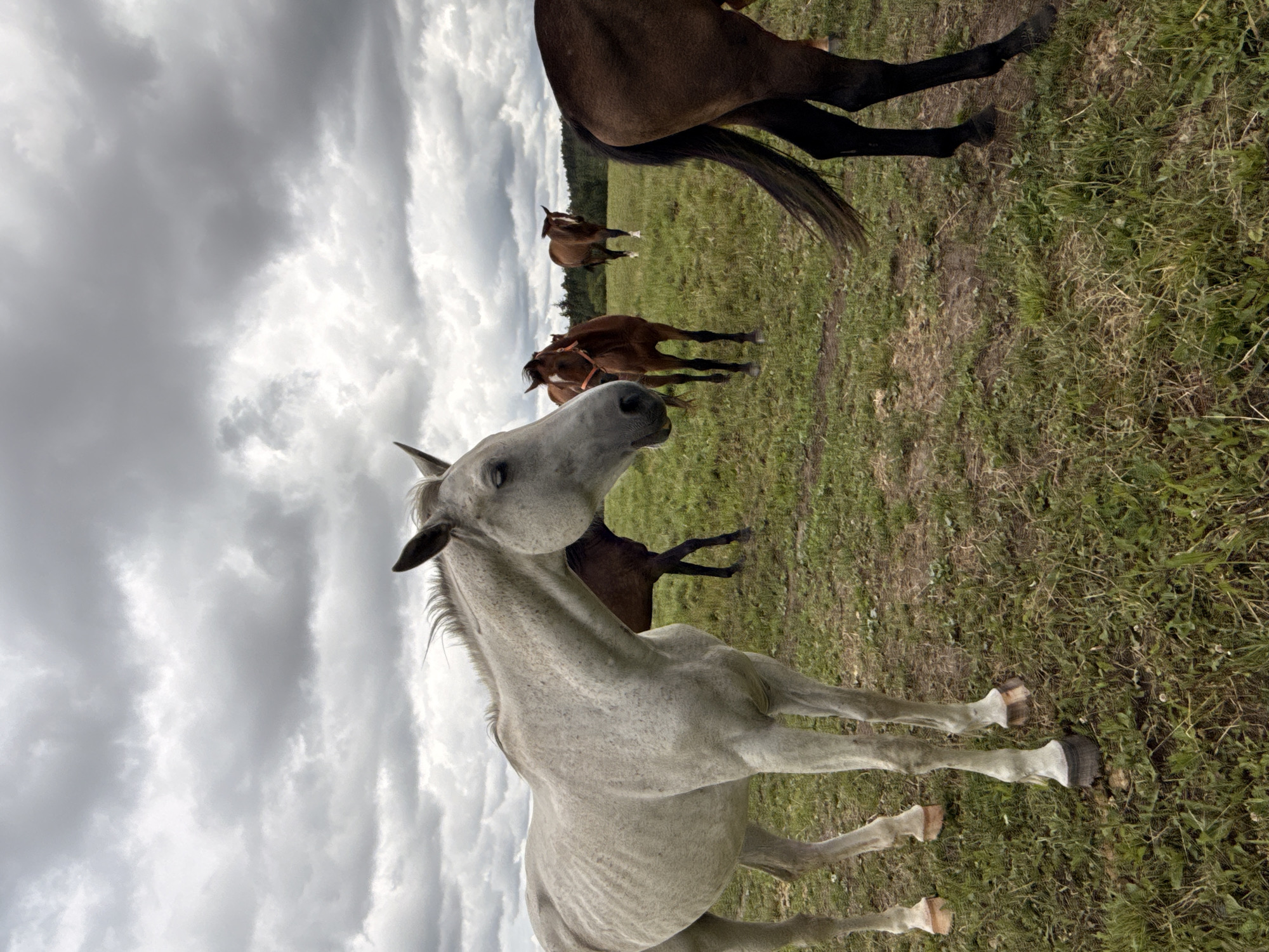 A herd of horses is gathered in a grassy field under a cloudy sky. The image is oriented vertically. In the foreground, a light gray horse with a speckled coat is the most prominent subject, facing left with its head slightly lowered. Its eyes are open, and its ears are alert. Behind this horse, a dark brown horse is partially visible, and further back, two more brown horses are grazing or standing in the field. The landscape consists of green grass with some patches of dirt, and a line of trees can be seen in the distance. The sky is overcast with heavy, gray clouds, suggesting a potentially cool or damp day. The lighting is diffused, typical of cloudy weather. No text is visible in the image. The scene appears to be a peaceful moment with the horses in their natural environment in Galinė, Lithuania.
