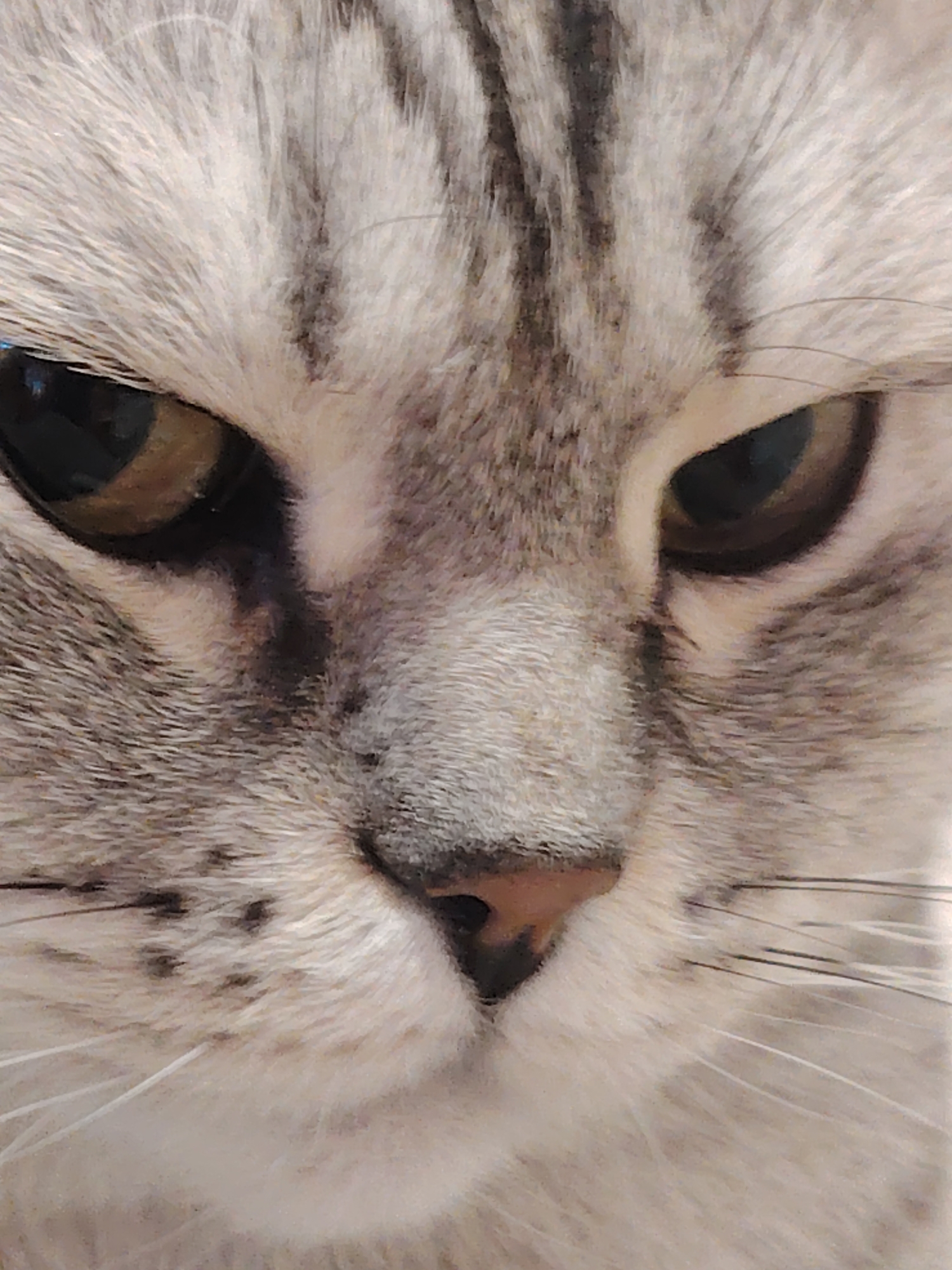 The media file is a very tight, extreme close-up of a cat's face, occupying the entire frame. The subject is a domestic cat, likely a short-haired or medium-haired breed, with prominent silver-grey tabby markings.
The cat's fur is a mixture of light grey and white, with distinct dark grey or black stripes running vertically between the eyes and across the forehead. The fur appears dense and soft. Its large, almond-shaped eyes are a striking warm amber or yellow-brown color. The pupils are narrow black vertical slits, suggesting either bright lighting conditions or a focused, observant demeanor. The eyes have a slight narrowing, giving the cat a concentrated or perhaps slightly stern expression.
Below the eyes, the cat's small, triangular nose is visible, a soft pinkish-brown color. A few white whiskers are visible on either side of the nose, extending outwards, though most are cut off by the frame due to the extreme close-up. Subtle darker spots of fur are visible around the muzzle area, adding to the tabby pattern.
The image captures the intricate details of the cat's fur and facial features, emphasizing its eyes and nose. No specific activity is taking place beyond the cat appearing to look directly at the viewer or slightly downwards. There are no discernible background elements, location cues, or visible text. The lighting appears even and soft, highlighting the texture of the fur. The overall impression is one of intense focus or quiet observation.