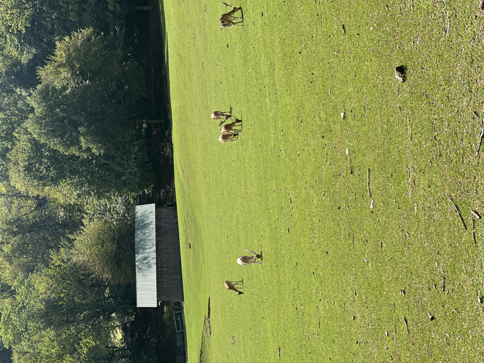 In the city of Scurano, Italy, a verdant, sun-drenched meadow stretches out, bordered by a dense forest. A rustic wooden barn with a corrugated metal roof stands at the edge of the treeline. Several deer graze peacefully across the grassy expanse. One deer is positioned on the far right, while a small group of four is gathered in the middle ground. To the left, two more deer are seen grazing. The ground is littered with scattered twigs and leaves.