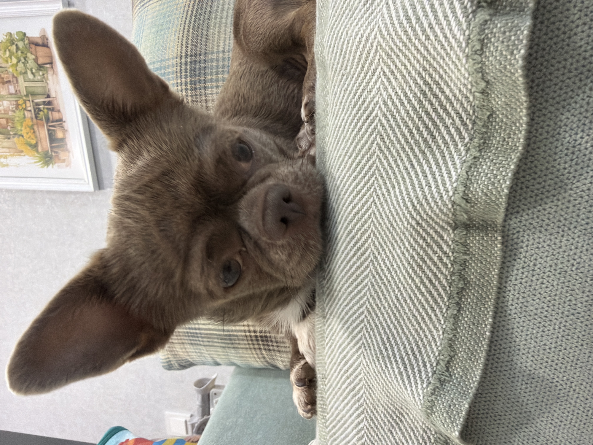 A small, brown chihuahua dog is lying on a couch with its head resting on a light green throw blanket. The dog's large ears are pointed upwards, and its eyes are looking downwards. The couch has a striped cushion behind the dog. In the background, a framed picture of a flower shop is visible on a grey textured wall. The overall scene appears to be indoors, possibly in a living room. The image does not provide any information about the city of Votkinsk, Russia.