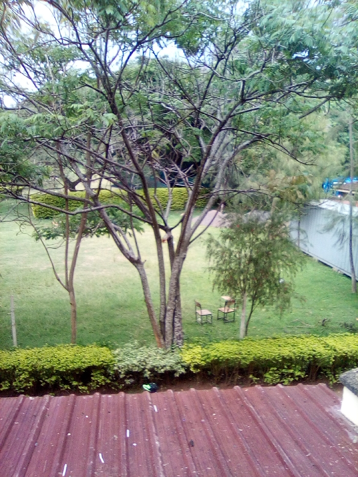 The image depicts an outdoor scene in Bondo, Kenya, observed from an elevated perspective overlooking a landscaped area. In the immediate foreground, a reddish-brown corrugated metal roof is partially visible, showing some white debris or markings. Below this roof and extending across the middle ground is a meticulously maintained green lawn, bordered by a dense, manicured green hedge.
Dominating the central mid-ground are several trees: a large, multi-trunked tree with visible branches and sparse green foliage stands centrally. To its left, a slender tree with fewer leaves is present. To the right of the central tree, a smaller, bushy tree with reddish-brown elements is visible. Two light-colored chairs, possibly made of wood or plastic, are positioned on the grass to the right of the large central tree.
In the background of the lawn, a curving line of green hedges is discernible. Further to the right background, a light-colored corrugated metal fence or wall runs parallel to the edge of the scene, behind which faint blue structures can be seen. The sky is overcast and appears light grey. No individuals are present, and no active interactions or specific actions are occurring in the visible scene.