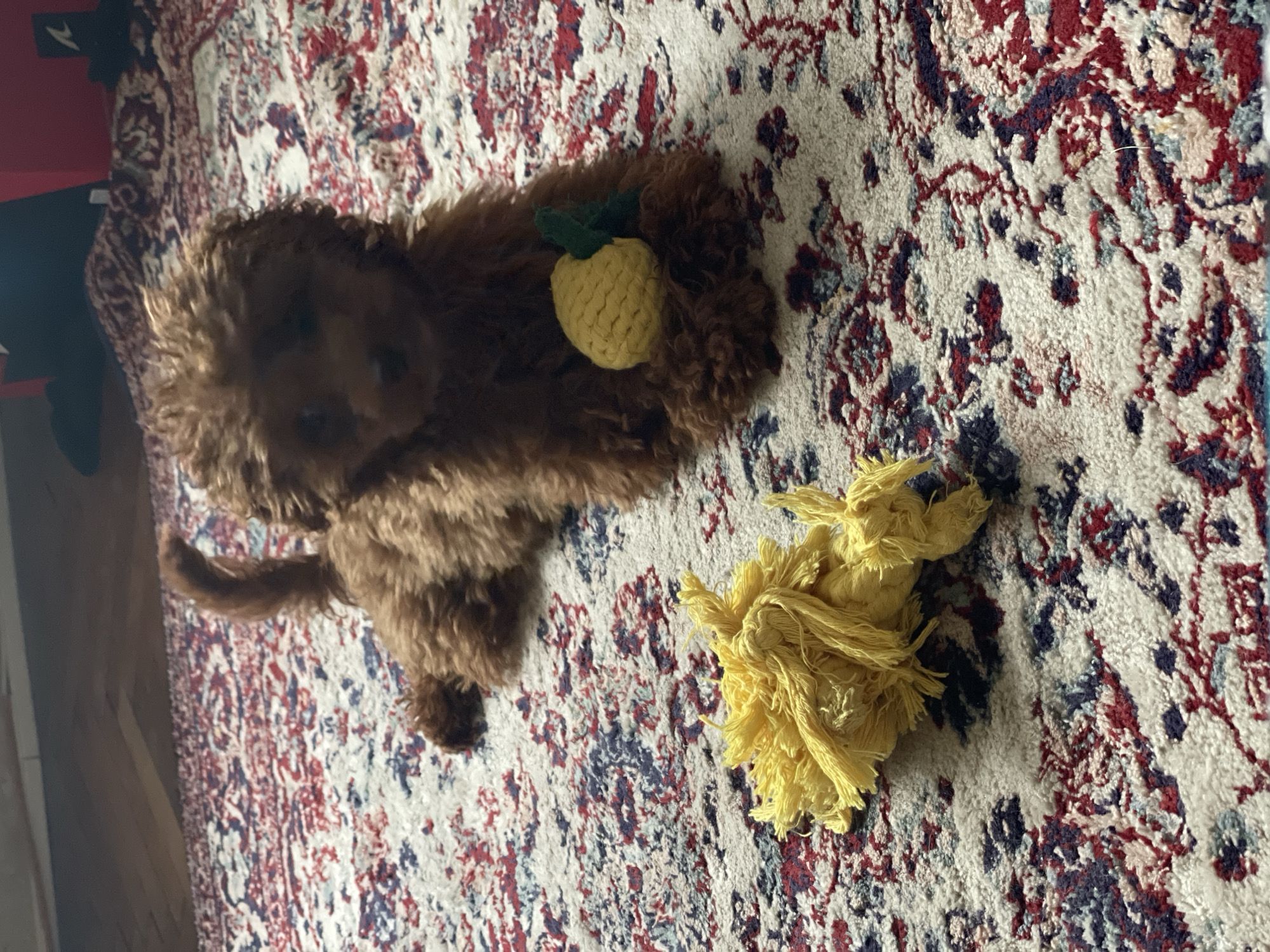 A brown poodle sits on a patterned rug, holding a small, yellow, knit pineapple toy in its mouth. Next to the dog is a yellow, tassel-like toy. The rug has a busy pattern of red, white, and blue.
The location in Sofia, Bulgaria is unknown.