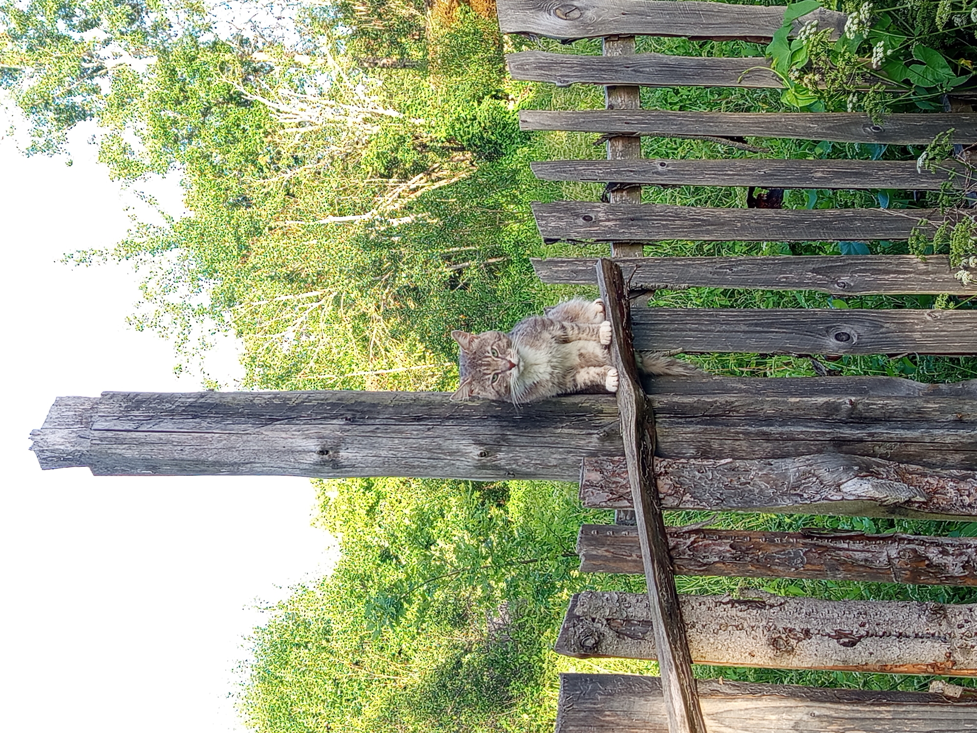 A medium shot, eye-level, outdoor photograph shows a tabby cat sitting on a weathered wooden fence in Ostrovtsy, Russia. The cat is facing forward and looking at the camera. Its fur is a mix of gray, brown, and white. The cat is sitting on a horizontal beam of the fence, and its paws are visible. Behind the cat, the fence is constructed from vertical wooden planks of varying widths and textures. To the left of the cat, a thick, weathered wooden post stands tall. In the background, lush green trees and foliage create a natural backdrop, suggesting a rural or semi-rural setting. The sky above is bright and appears to be daytime. The lighting suggests it is either morning or late afternoon, with soft shadows.