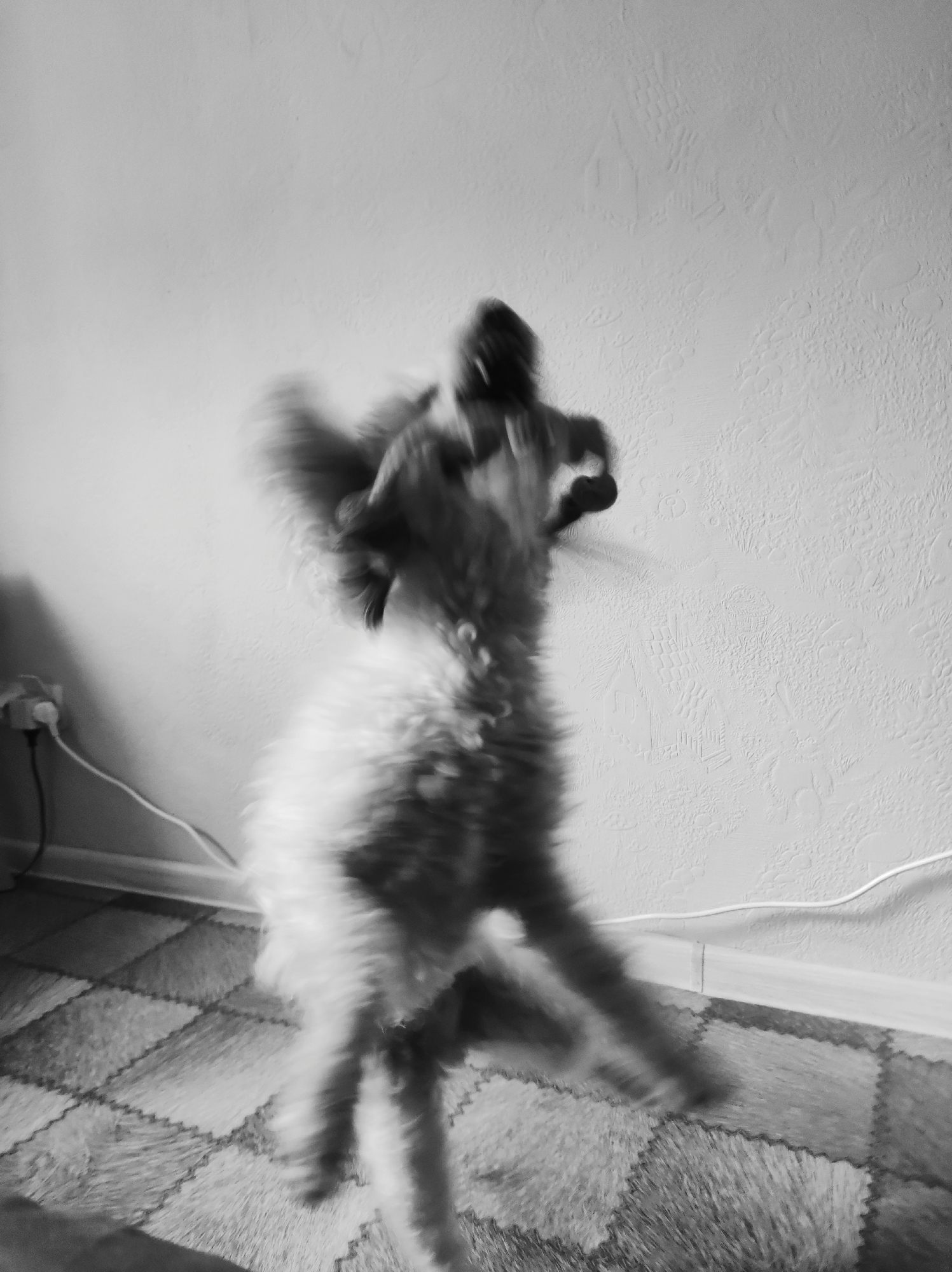 A black and white, motion-blurred photograph captures a dog in mid-air, appearing to jump or play. The dog has fluffy fur and is in the center of the frame, facing towards the right. Its limbs are indistinct due to the motion. The background consists of a textured white wall and a patterned floor. An electrical outlet with a white cord is visible on the left side of the image, near the floor. The scene suggests an indoor setting, likely a residential area, and does not provide specific indicators of its location within Chaikovsky, Russia. The overall impression is one of dynamic movement and candid pet activity.
