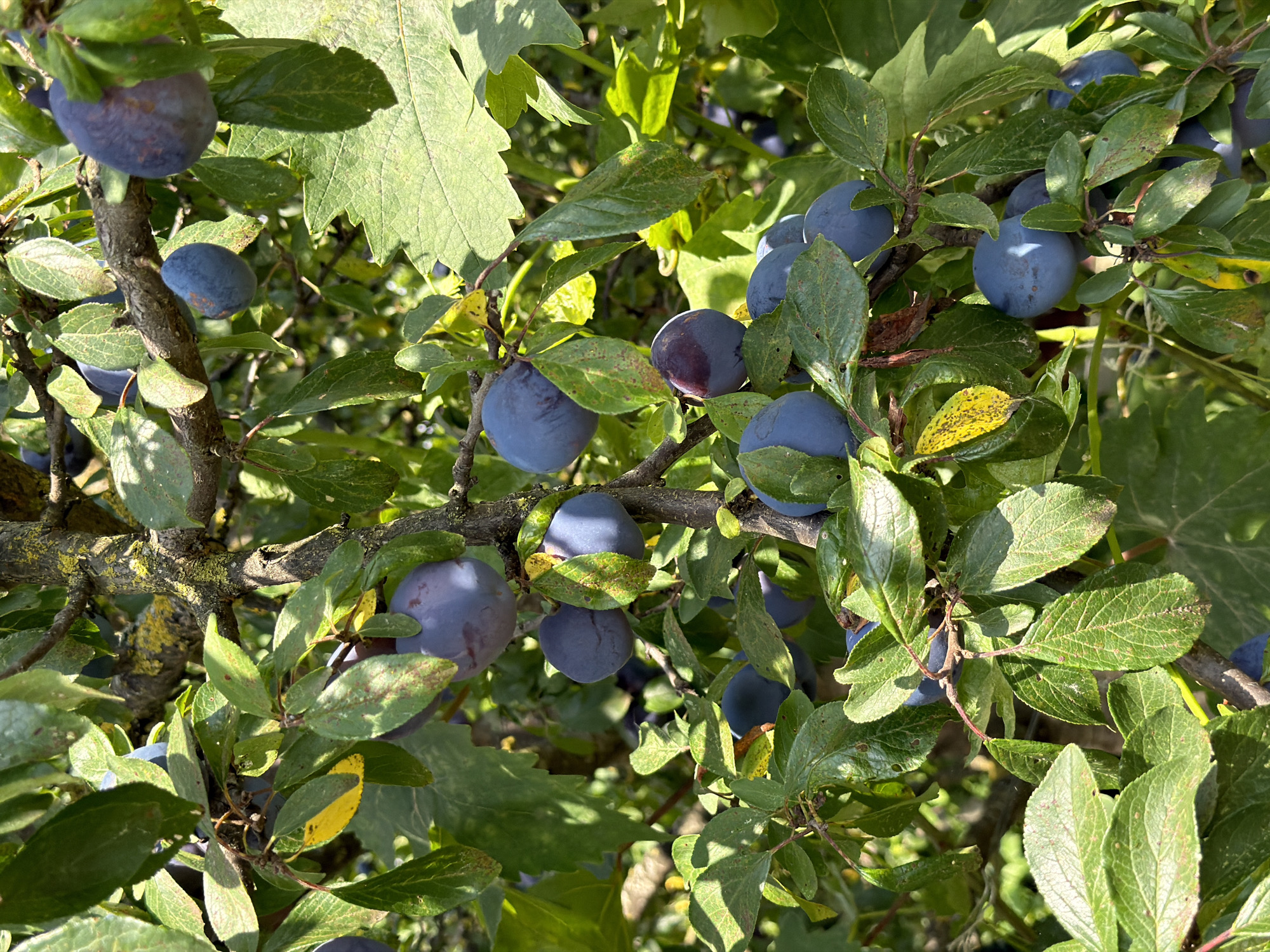 This is a close-up, eye-level, vertical, natural light photograph of ripe plums hanging from a tree branch. The plums are a deep blue-purple color and are clustered among green leaves. Some leaves show signs of yellowing and browning, suggesting the end of the growing season. The tree branch is rough and textured, with some lichen growth. The background is blurred, indicating a shallow depth of field, with more foliage and hints of sunlight filtering through. There are no people or animals visible in the image. The scene appears to be an outdoor orchard or garden setting in the Дабрынёўскі сельскі Савет, Belarus, during harvest time.