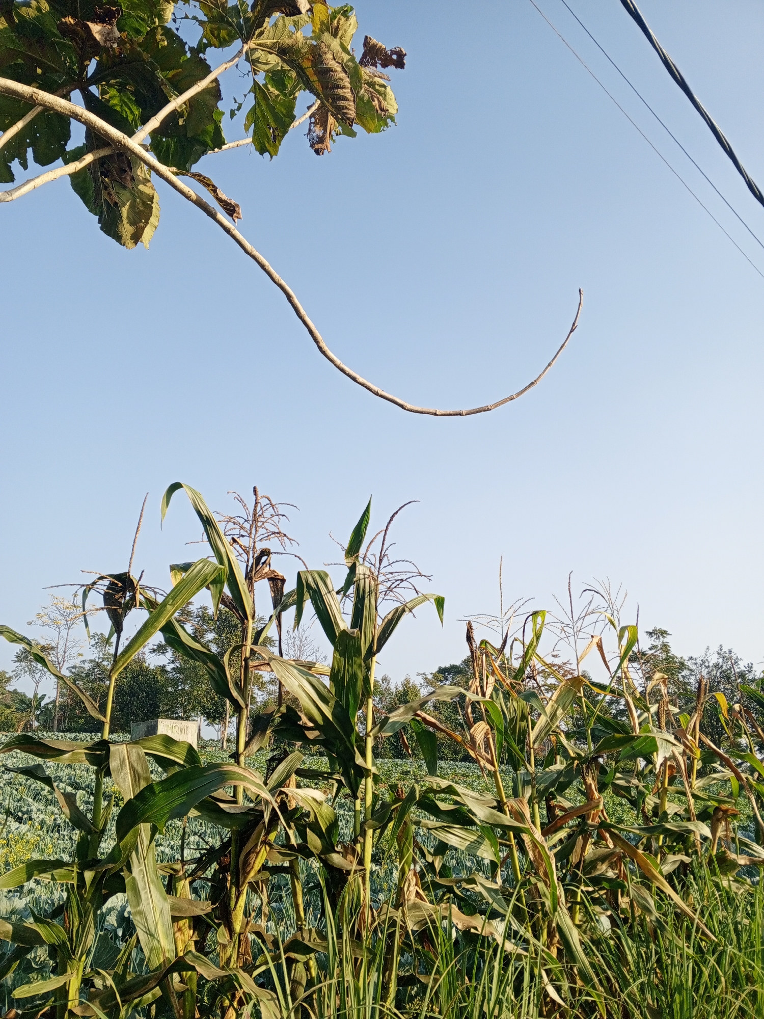 This is a photograph of a cornfield and surrounding vegetation, taken on a bright, clear day. In the foreground, tall stalks of corn with green leaves and drying tassels dominate the frame. Behind the corn, a field of shorter green crops, possibly cabbage or lettuce, is visible. Further in the background, a line of trees separates the agricultural land from the sky. A thin, bare branch extends from the upper left corner of the image, and two power lines run horizontally across the top right of the frame. The scene suggests a rural or agricultural setting in Pelwehera, Sri Lanka.
