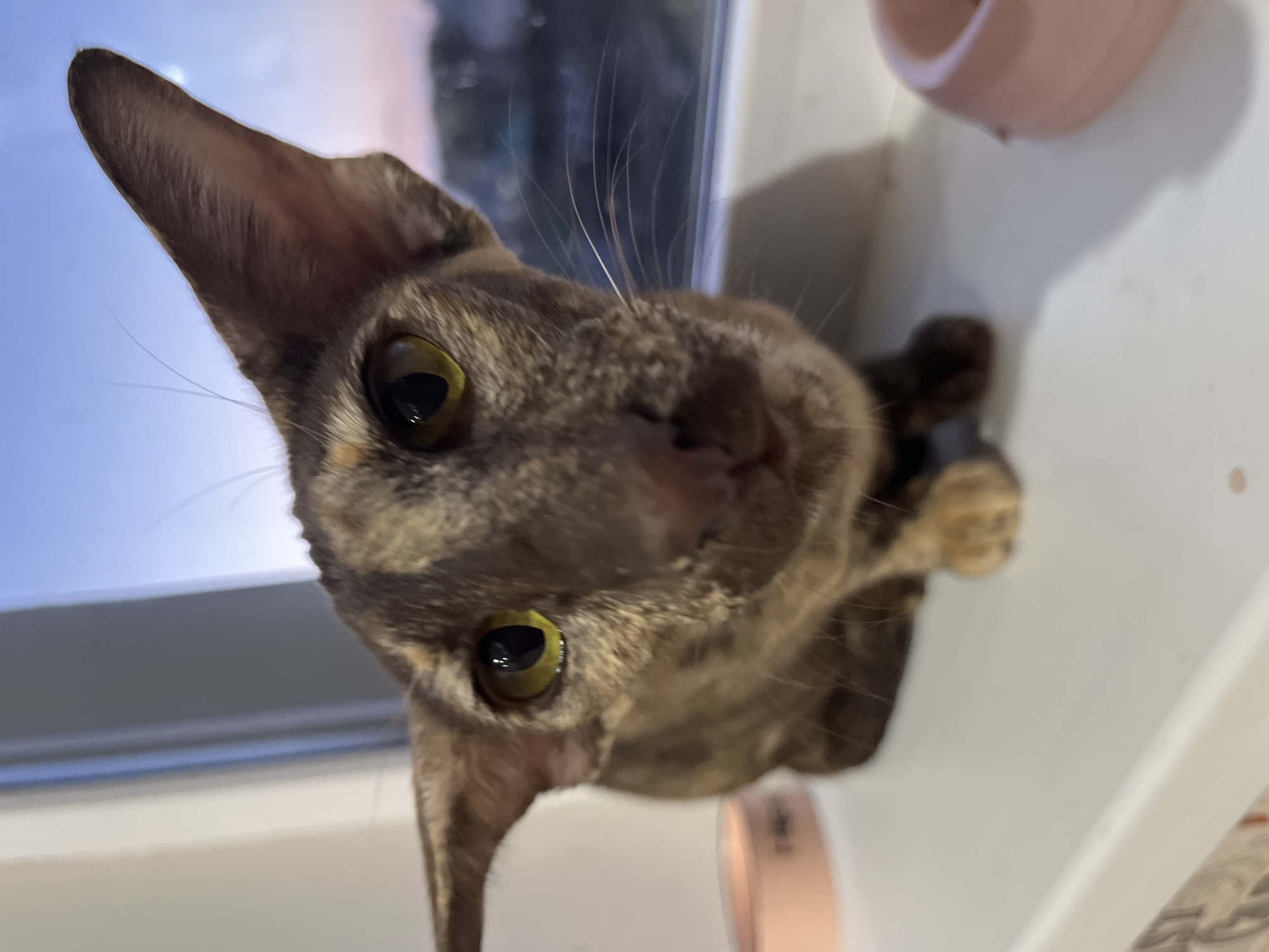 A close-up, slightly rotated shot from a low angle captures a brown-and-tan tortoiseshell cat with large, pointed ears and yellow-green eyes. The cat is looking directly at the camera. Several long whiskers are visible near its nose. Behind the cat, there is a blurred view of a window, displaying what appears to be an outdoor scene with some greenery and sky. To the side of the cat are two pink containers. The cat is likely indoors, resting on a windowsill. The location is claimed to be Chaikovsky, Russia.