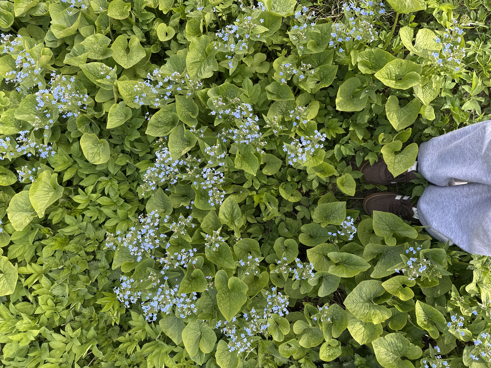 A high-angle, eye-level shot reveals a dense patch of green foliage interspersed with small clusters of light blue flowers. In the lower right corner, a person wearing gray sweatpants and brown shoes stands amidst the vegetation. The location is indicated as Nizhny Novgorod, Russia, although specific landmarks are not visible. The scene is dominated by plants, some with large, heart-shaped leaves.