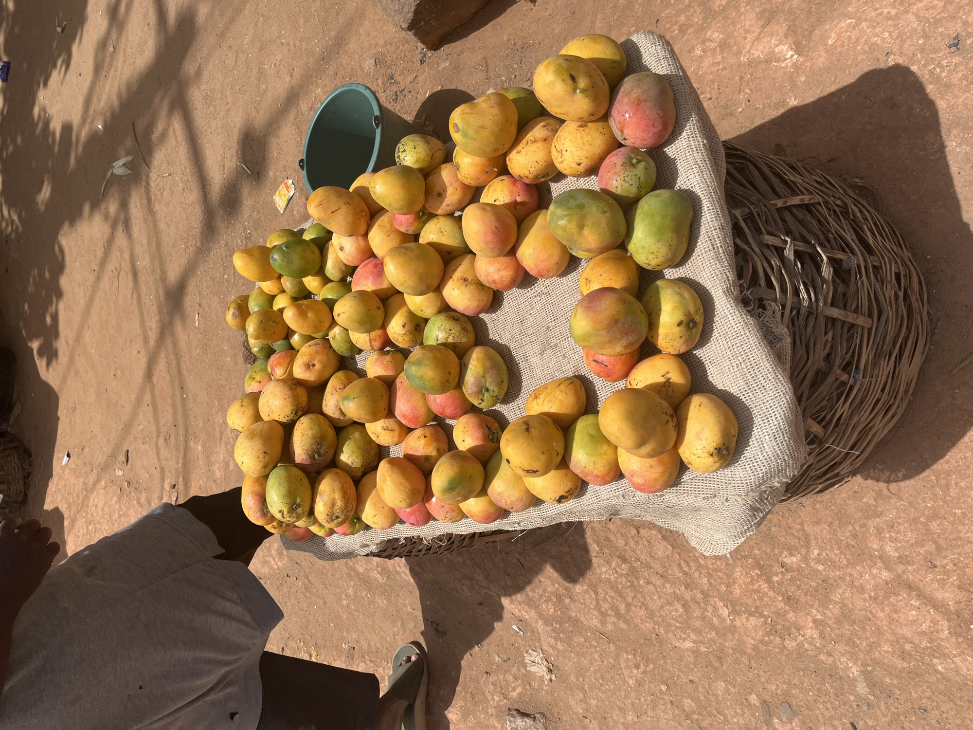 A vendor displays a large assortment of mangoes for sale in Gwong, Nigeria. The mangoes, varying in color from green to yellow and red, are piled on a beige cloth placed atop a woven basket. A green bucket sits to the left of the mangoes. The scene is outdoors, with the ground appearing as reddish-brown soil. Part of a person wearing a light-colored shirt and green sandals is visible in the lower left corner. Sunlight casts shadows across the scene.