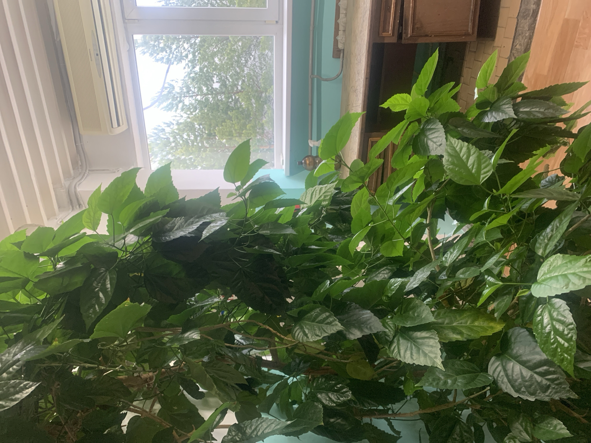 This media file presents an indoor scene primarily focused on a large, lush green plant. The plant, likely a houseplant, occupies much of the lower and central portions of the frame, displaying numerous leaves in various shades of green, from light to dark, some appearing glossy. Its dense foliage suggests vigorous growth, with several branches and stems visible amidst the leaves.
In the background, a white-framed window provides a view to the outside, where bright daylight illuminates the scene. Beyond the window, green trees and foliage are visible, indicating an outdoor natural environment, likely during daytime. Above the window on the left, a cream-colored Panasonic air conditioning unit is mounted on a wall featuring vertical paneling. To the right of the window, a wall painted in a light blue or turquoise hue is seen, with what appears to be a metal pipe system running along it. Further right, a dark brown wooden cabinet with visible detailing is partially cropped into the frame, suggesting a kitchen or a room with wooden furniture.
The image is a static shot with no discernible activity or people. The bright, diffused light coming through the window suggests it is daytime. The scene conveys a sense of natural vitality within an indoor setting in Chaikovsky, Russia, with the plant being the dominant subject. The only visible text, "Panasonic," is on the air conditioning unit.