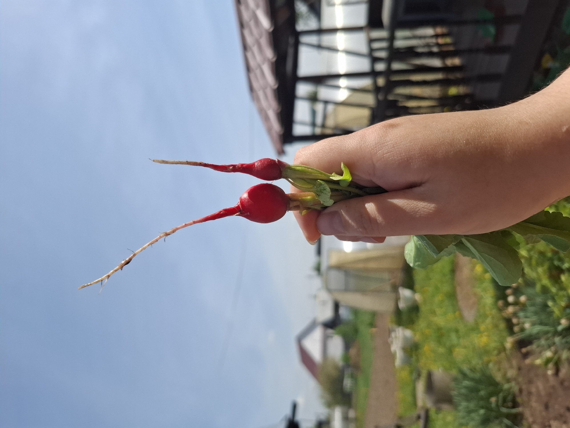 A hand holds two freshly harvested radishes with their green tops still attached, against a backdrop of a rural scene, likely in Амзя, Russia. The radishes are bright red and have long, thin roots. In the background, there's a structure with a corrugated metal roof and reflective windows. Beyond that is a glimpse of a house with a red roof and a yard with patches of greenery and other small structures. The sky is clear and blue. The overall setting suggests a garden or small farm environment.