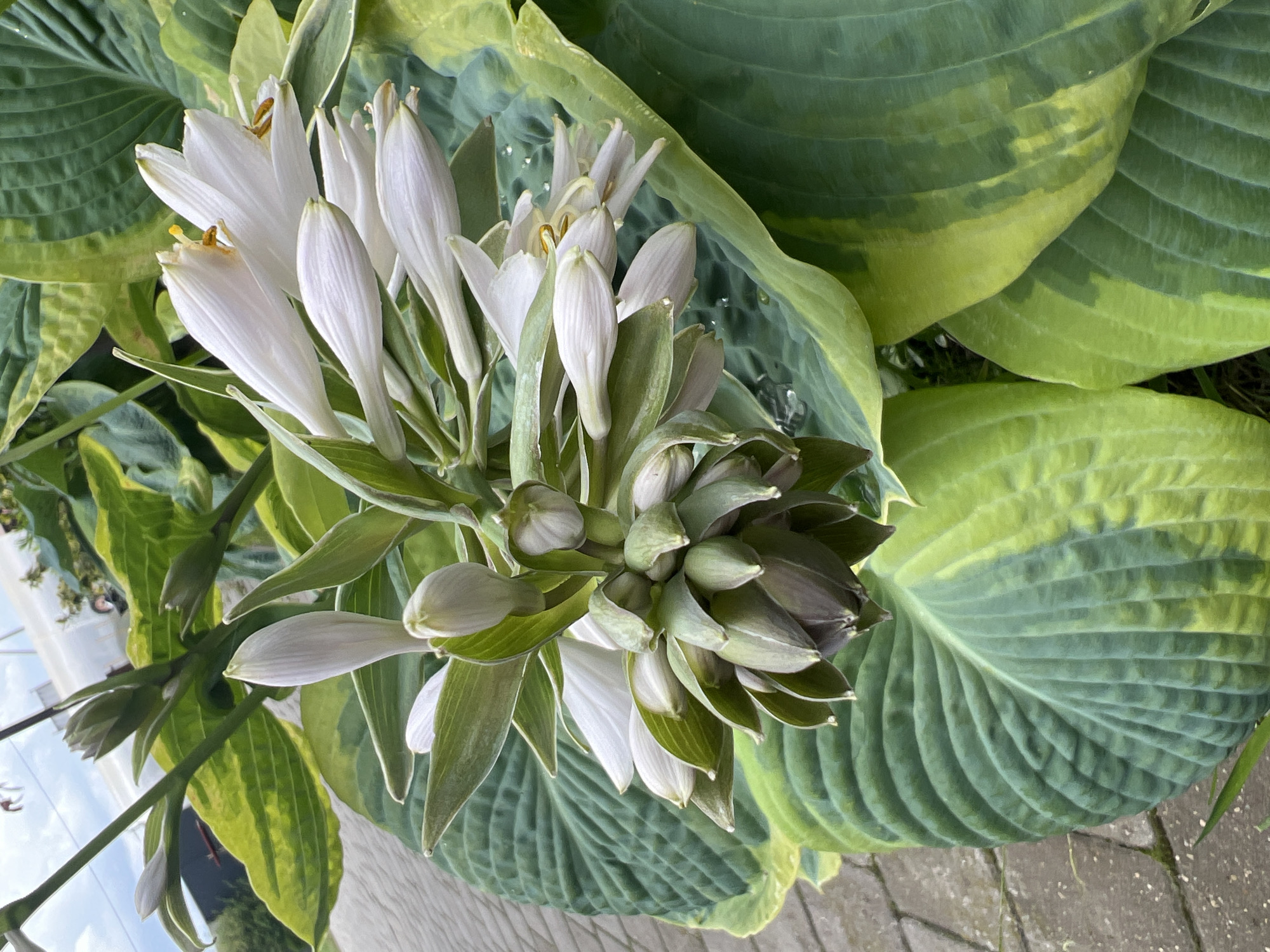 The image shows a close-up view of a hosta plant with white flowers and large green leaves, some with yellow variegation. The plant is in an outdoor setting with a paved pathway in the background and what appears to be a greenhouse structure further in the distance. The lighting suggests it is daytime, likely outdoors, possibly in a garden or nursery. The location is identified as Mukhavetsky Rural Council, Belarus.