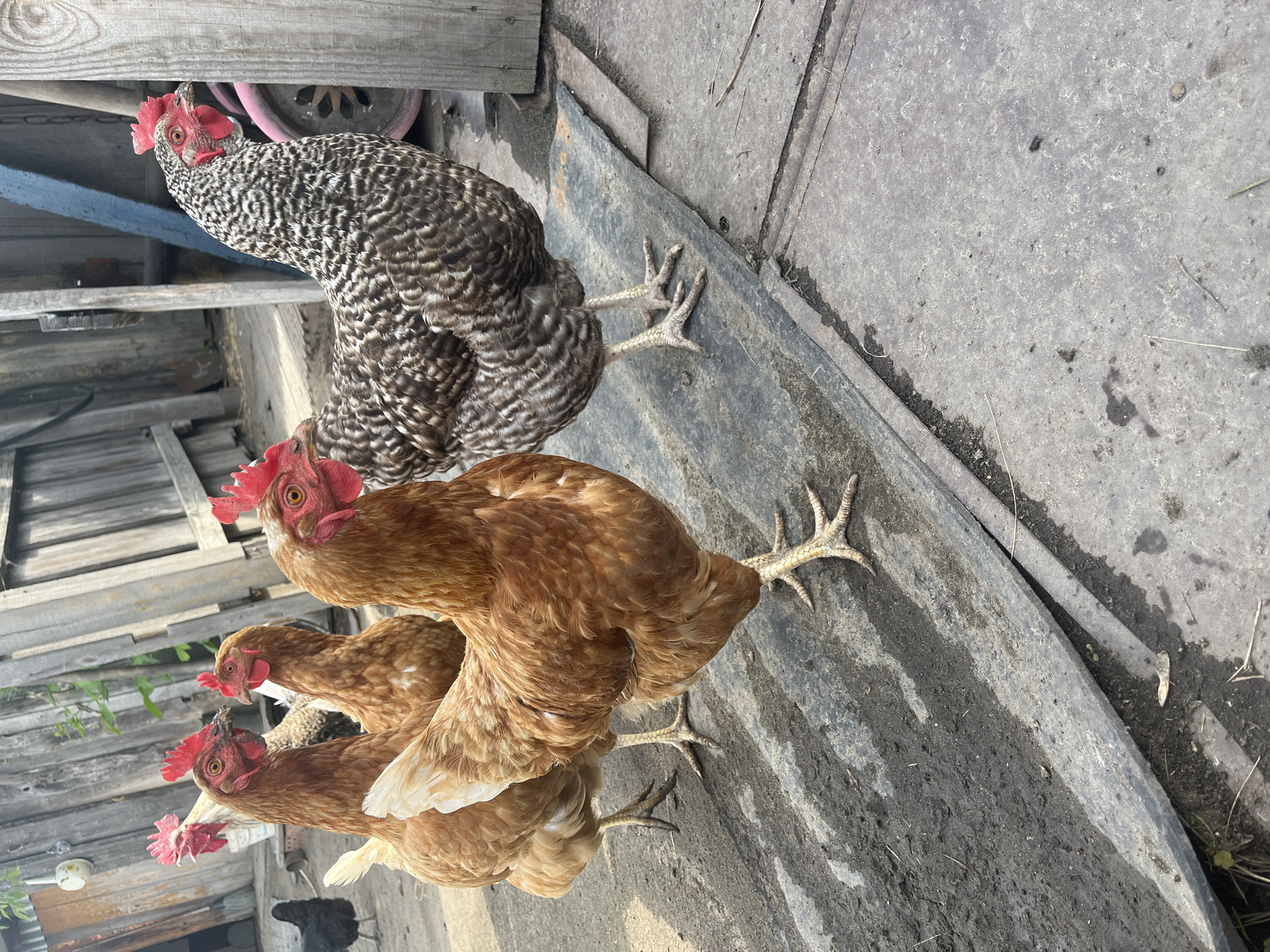 The image depicts a group of chickens in an outdoor rural setting, likely a farmyard, in the village of Sukhinskoye, Russia. In the foreground, three brown-feathered chickens stand on a dark, weathered surface that appears to be made of corrugated material. One of these chickens is closer to the viewer and is prominently featured, showcasing its red comb and wattles. Behind these, another brown chicken is visible, and further back, a barred rock chicken with black and white plumage stands facing right. To the left, a black chicken is partially visible, and in the background, a weathered wooden fence creates a rustic backdrop. The environment is characterized by natural light, suggesting daytime, and the ground appears to be a mixture of dirt and paved surfaces.