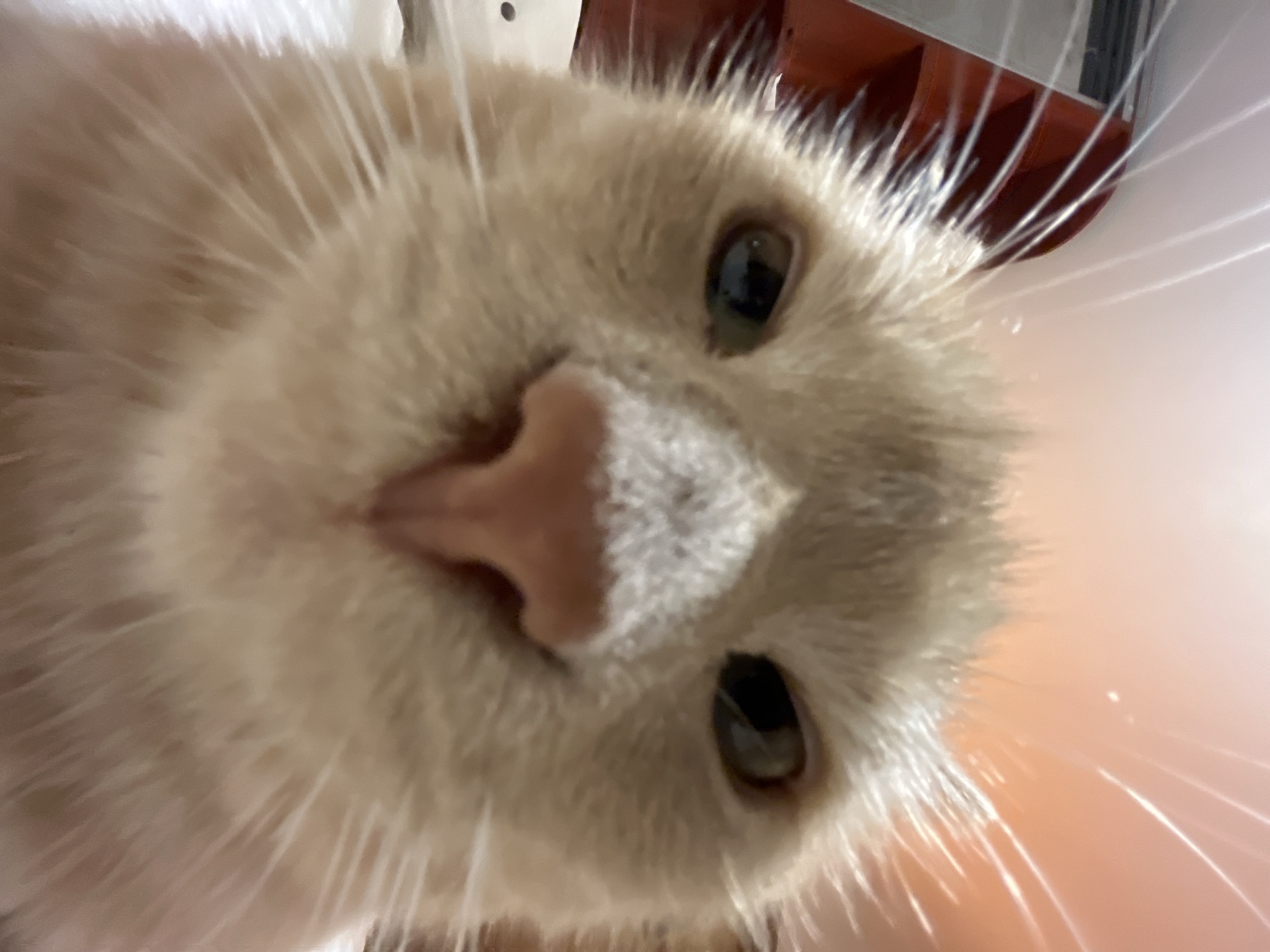 A close-up, eye-level, extreme wide-angle shot captures the face of a light orange tabby cat. The cat's nose is prominent and pink, with dark nostrils. Its eyes are partially closed, with dark pupils and lighter irises, giving it a somewhat suspicious or sleepy expression. The cat's whiskers are long and white, fanning out from its muzzle. The background is blurred and out of focus, with hints of warm orange and red tones, possibly from ambient lighting or a nearby object. Part of a dark red, curved object is visible on the left side of the frame, and the cat appears to be resting on a white surface. The image is taken indoors, in an unknown location.