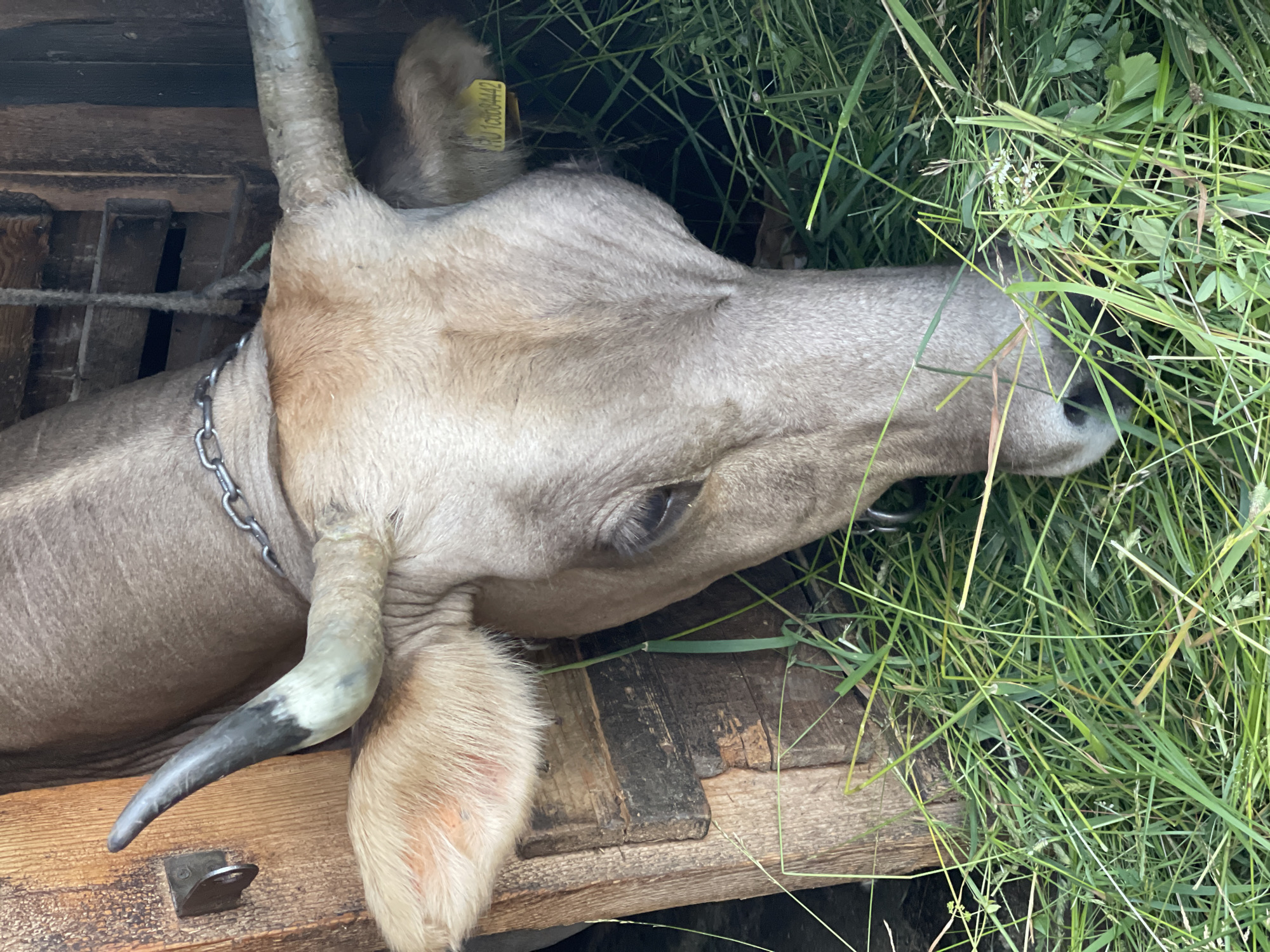 The image shows a cow lying down in a wooden enclosure filled with hay and grass. The cow is light brown with a chain around its neck. One of its horns is visible, and it has a yellow tag in its ear with some writing on it, which appears to be a serial number. The cow is facing towards the right of the frame, with its head in the grass, possibly eating. The enclosure is made of rough wooden planks. The lighting suggests it is daytime, and the setting appears to be rural. The overall scene is peaceful, with the cow resting and eating.