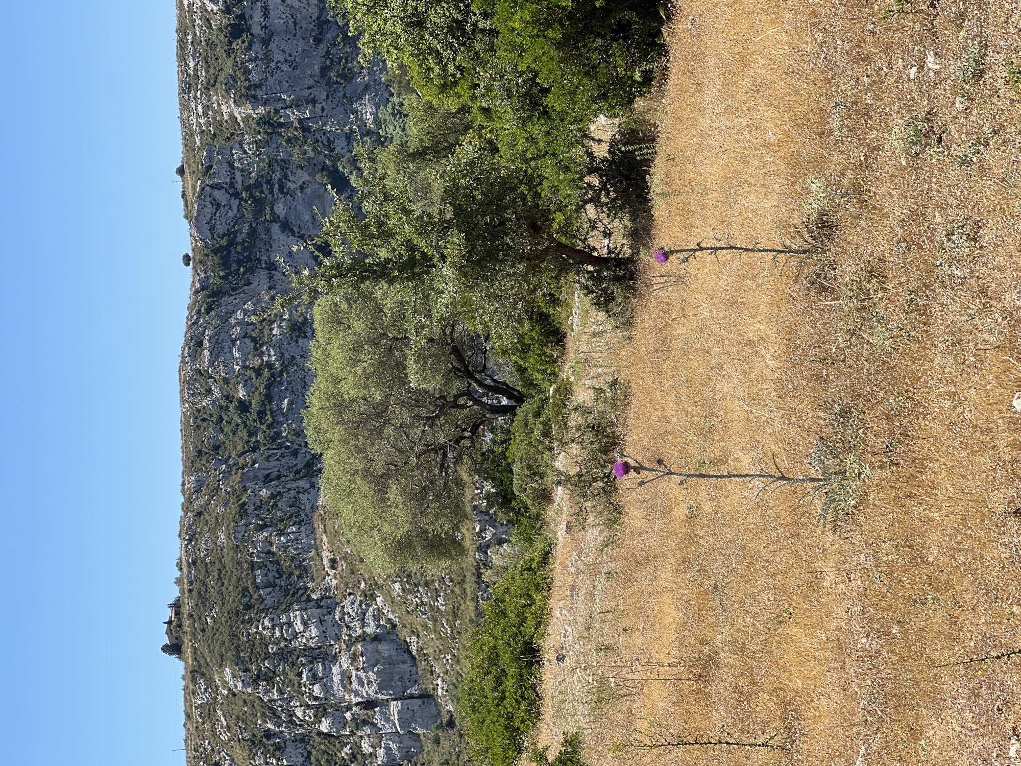 The image depicts a dry, golden field in Noto, Italy, under a clear blue sky. In the foreground, two purple thistles stand tall amidst the parched grass. Behind the field, a dense cluster of green trees and shrubs separates the foreground from a rocky, scrub-covered hillside. In the distance, atop the hill, a small cluster of buildings, possibly a house and other structures, can be seen. The overall scene suggests a hot, arid summer day in a rural, hilly landscape.