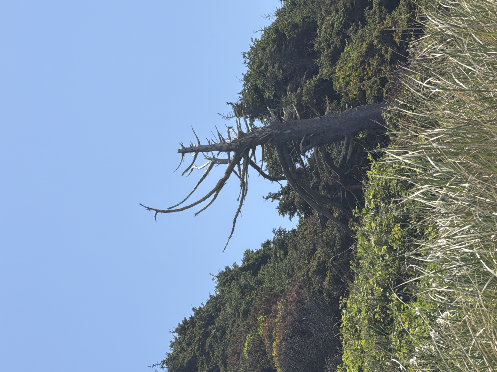 A dead, gray, gnarled tree stands in the center of a coastal forest in Cannon Beach, United States of America. The tree's branches are bare and twisted, reaching towards the clear blue sky. The tree is surrounded by a dense growth of green evergreen trees, their branches overlapping and creating a lush canopy. In the foreground, tall, dry grass sways gently in the breeze. The scene is bathed in bright sunlight, casting shadows on the forest floor. The overall impression is one of wild, untamed nature.