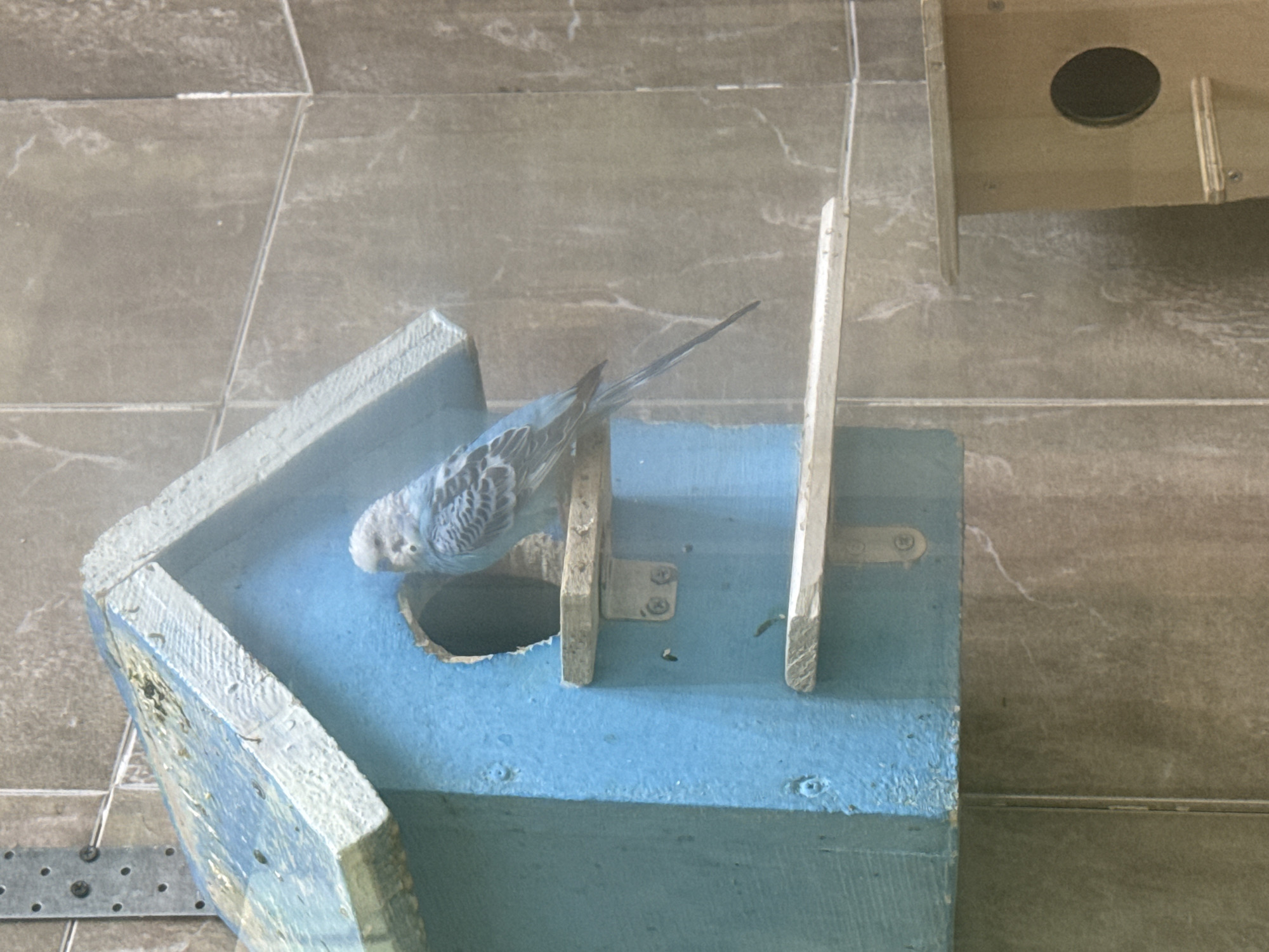 A blue birdhouse is mounted on a tiled wall. A budgerigar is perched on a shelf attached to the birdhouse. The bird is light blue and white with black markings. To the right of the blue birdhouse, a smaller, unfinished wooden birdhouse is partially visible, with a circular opening on its front. The wall appears to be made of large, beige tiles with grey veining. There is a metal fixture with screw holes visible on the upper left of the wall. The scene suggests an indoor aviary or a similar controlled environment. The image does not provide information about the city of Chaikovsky, Russia.