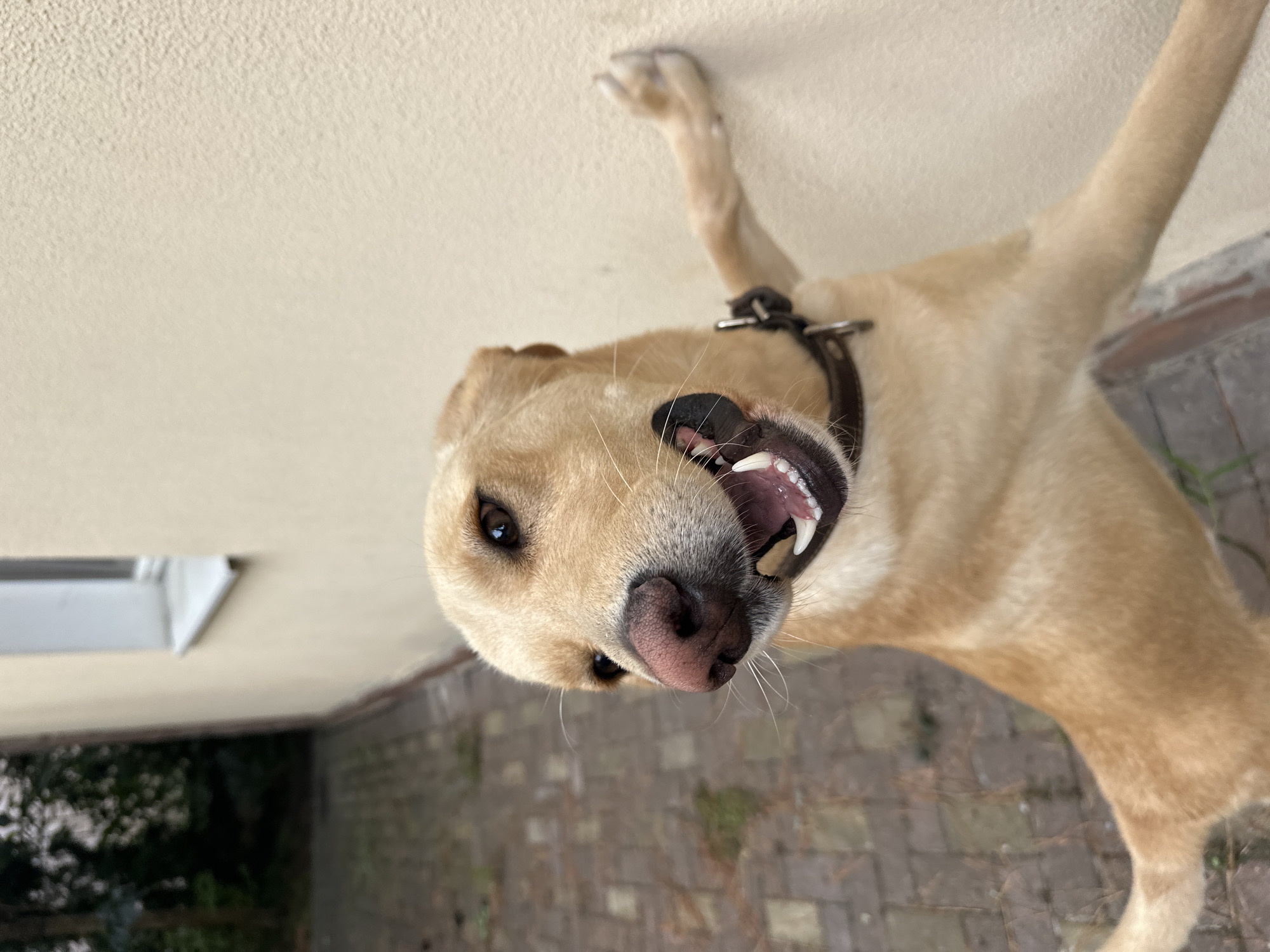 A light-colored dog with its mouth open is leaning against a textured light-colored wall. The dog is wearing a dark brown collar. Its front right paw is pressed against the wall, and its body is angled towards the right. To the left of the dog, a brick pathway leads away from the camera and is bordered by greenery. In the background, a portion of a building with a white window frame is visible. The scene appears to be outdoors, possibly in a courtyard or alleyway, with elements of an urban environment. There is no indication of the specific location being Sochi, Russia, in the provided image.
