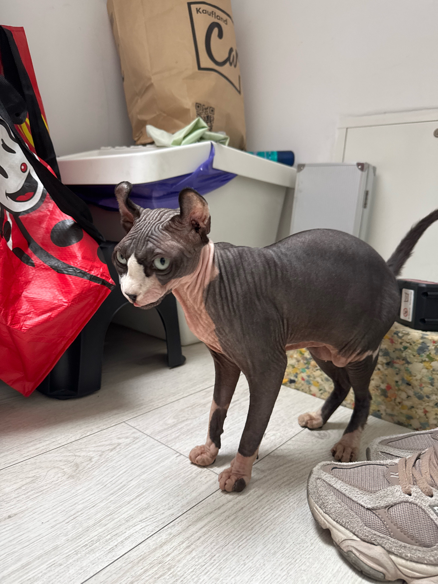 A Sphynx cat with dark grey and pink skin stands on a light-colored wood-grain floor. The cat has a wrinkled face with large ears and blue-green eyes. It is looking to its right, with its tongue slightly extended. To the left of the cat is a large, red reusable shopping bag with a cartoon character printed on it. Behind the bag and cat is a white storage container with a blue plastic bag tucked inside. Further in the background, a large brown paper bag with "Kaufland" printed on it is visible against a white wall. To the right of the cat, a pair of light-colored sneakers are on the floor. The overall environment appears to be an indoor storage area or utility room.