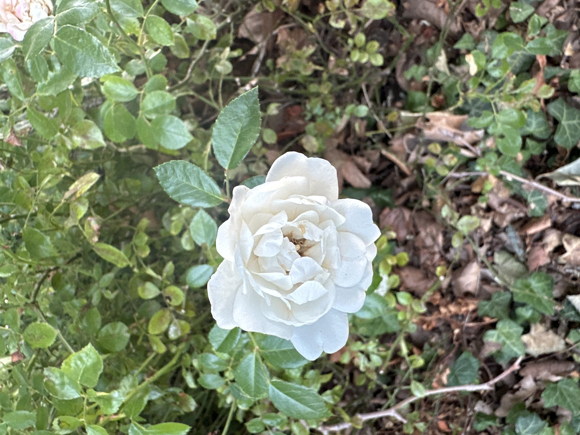 A single, fully bloomed white rose is the primary subject of this close-up, high-angle shot. The rose is positioned in the center-left of the frame, its delicate petals tightly furled in the center and gradually unfurling outwards. The petals show subtle variations in tone, with hints of cream and pale yellow in the innermost layers. The center of the rose is partially obscured, revealing a hint of brown stamens.
The rose is set against a backdrop of lush green foliage, likely from a rose bush or garden plants. The leaves are varied in size and shape, with some appearing glossy and others matte. The depth of field is shallow, causing the background foliage to be softly blurred, emphasizing the sharp detail of the rose.
The ground beneath the plant is covered with a mixture of brown fallen leaves, dry twigs, and patches of green ivy. The overall impression is one of a natural, somewhat overgrown garden setting.
No people, animals, or any specific city landmarks are visible in the image. The scene appears to be an outdoor botanical setting. The image lacks any contextual clues to indicate its specific location within Krefeld, Germany. The lighting suggests it was taken during daylight hours, with a soft, diffused light that avoids harsh shadows on the rose.