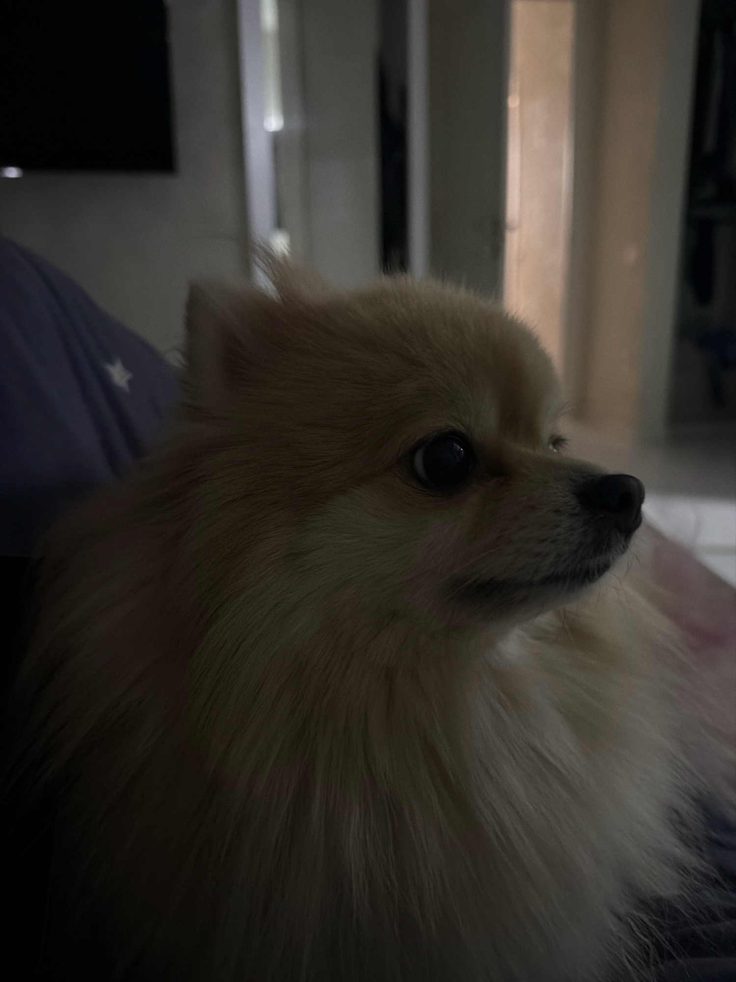 A close-up, low-light, eye-level shot shows a Pomeranian dog with tan fur looking to the right. The dog's head is in focus, with its dark eye and wet nose clearly visible. The dog is nestled against a blue fabric, possibly clothing or a blanket, with a subtle white star pattern. In the blurred background, tall, narrow doorways with light emanating from them suggest an indoor setting with architectural elements. The scene does not contain any recognizable landmarks or features indicative of Tbilisi, Georgia.