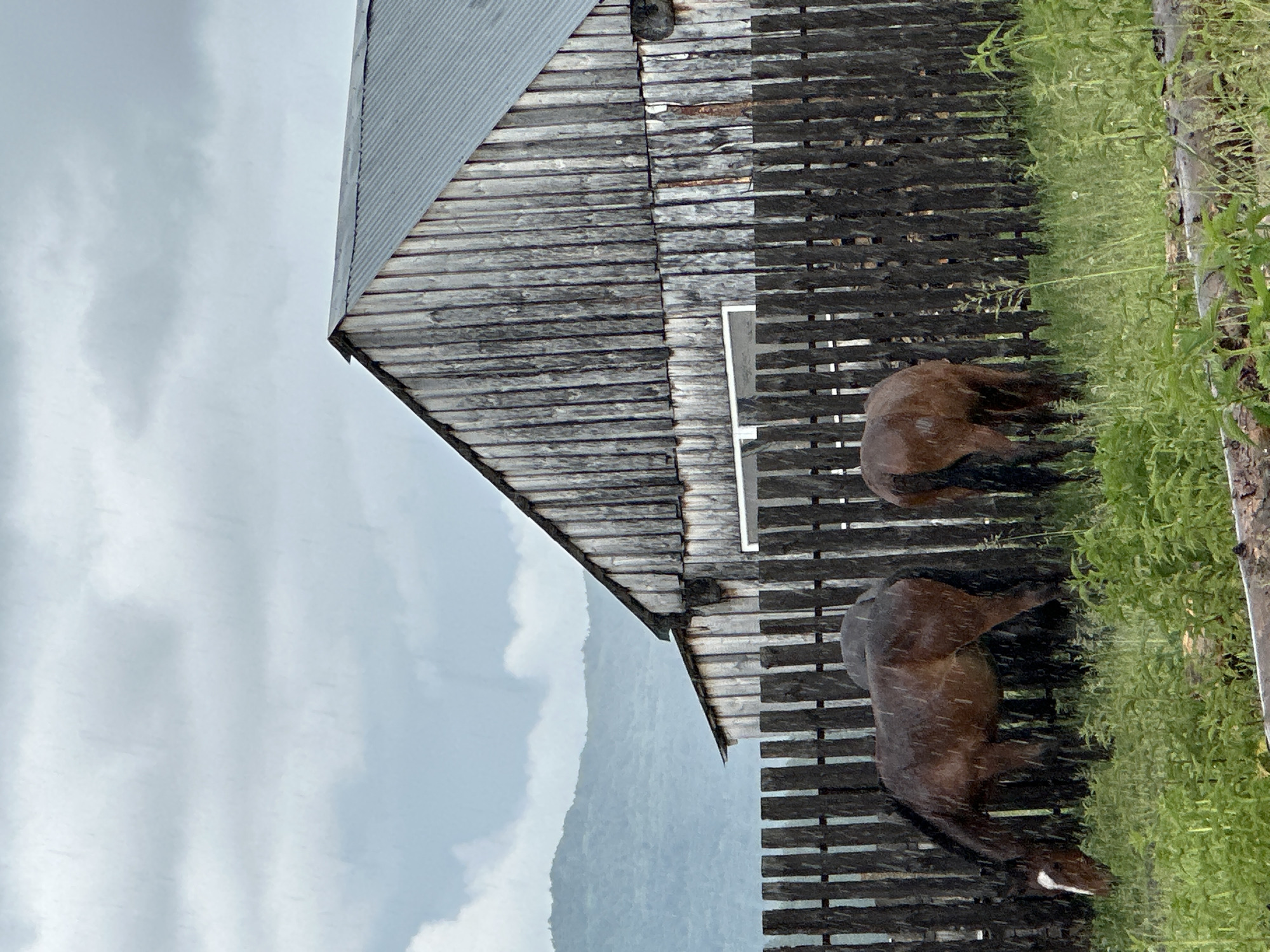 An exterior shot captures two brown horses grazing in a grassy area behind a dark wooden fence. The horses appear wet, suggesting rain, which is visible as streaks falling from the sky. Behind the fence, a rustic wooden building with a corrugated metal roof stands. In the distance, lush green hills form a backdrop under a cloudy, overcast sky. The scene is set in Abzakovo, Russia.