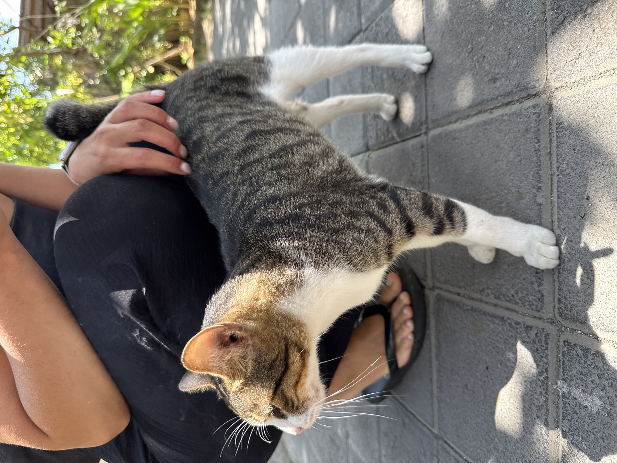 A tan and gray tabby cat sprawls on a person's lap on a sunny day, its paws extended onto gray brick paving stones. The person wears black clothing and a sandal on one foot is visible. The location is Tibubeneng, Indonesia, indicated by the tropical foliage in the background. The cat is partially supported by the person's hand.