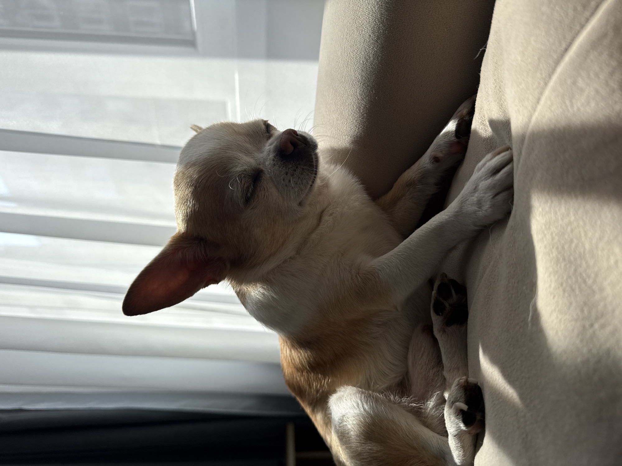 A tan and white chihuahua is curled up and sleeping on a light-colored sofa. The dog is nestled against the arm of the sofa. Its eyes are closed, and one ear is visible. The background shows a window with blinds, suggesting an indoor setting. The location in Rostov-on-Don, Russia is not discernible from the image.