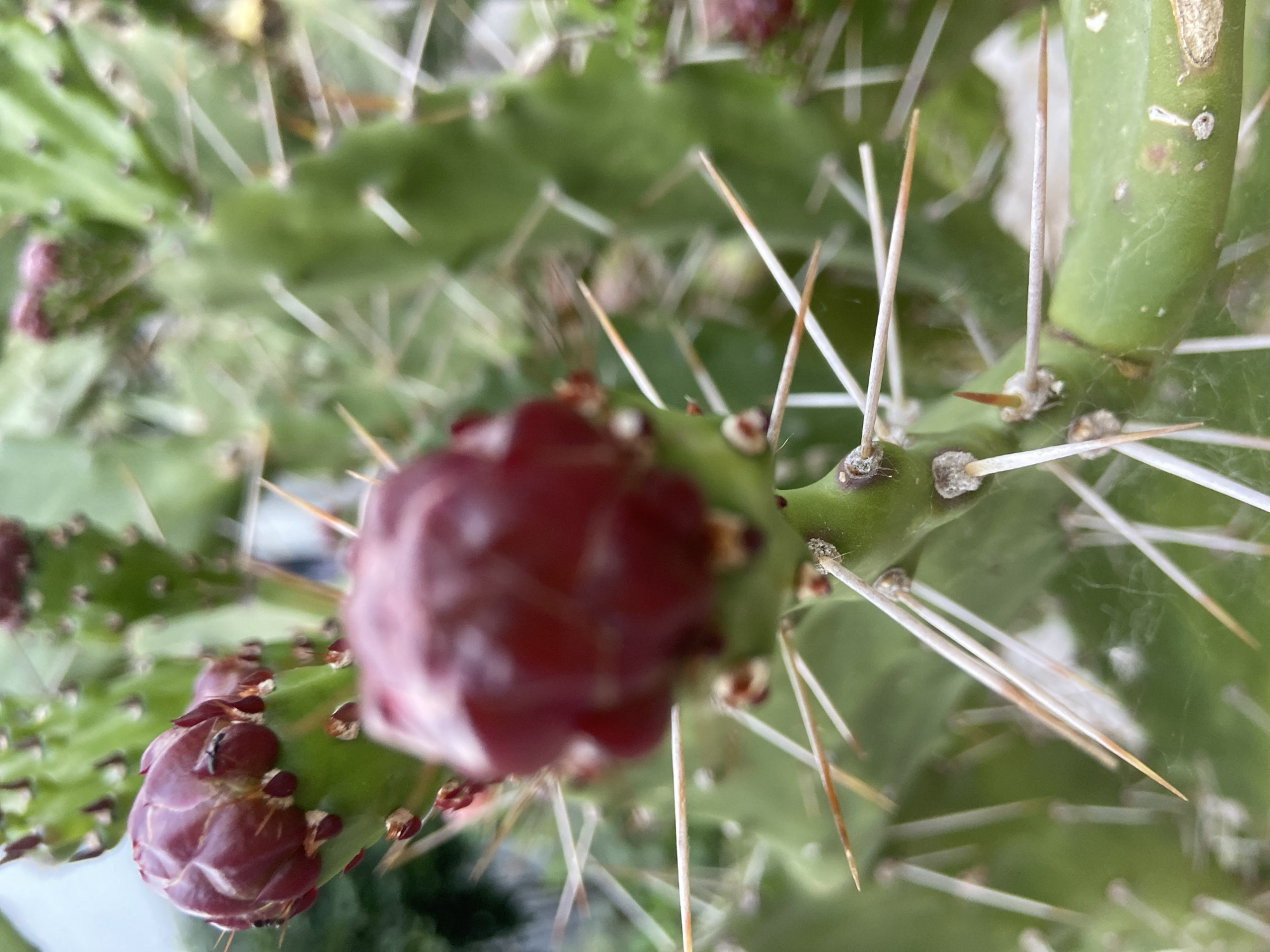 The image shows a close-up of a cactus, likely a prickly pear variety, with red fruits emerging from its green pads. Long, white and tan spines protrude from the areoles (small cushion-like structures) on the cactus. There are also small reddish-brown glochids (tiny barbed bristles) visible near the areoles. A thin cobweb is partially visible among the spines. The background is blurred, suggesting a shallow depth of field. The location, Budva, Montenegro, is not directly discernible from the visual evidence alone; this information would have to be acquired from other sources.