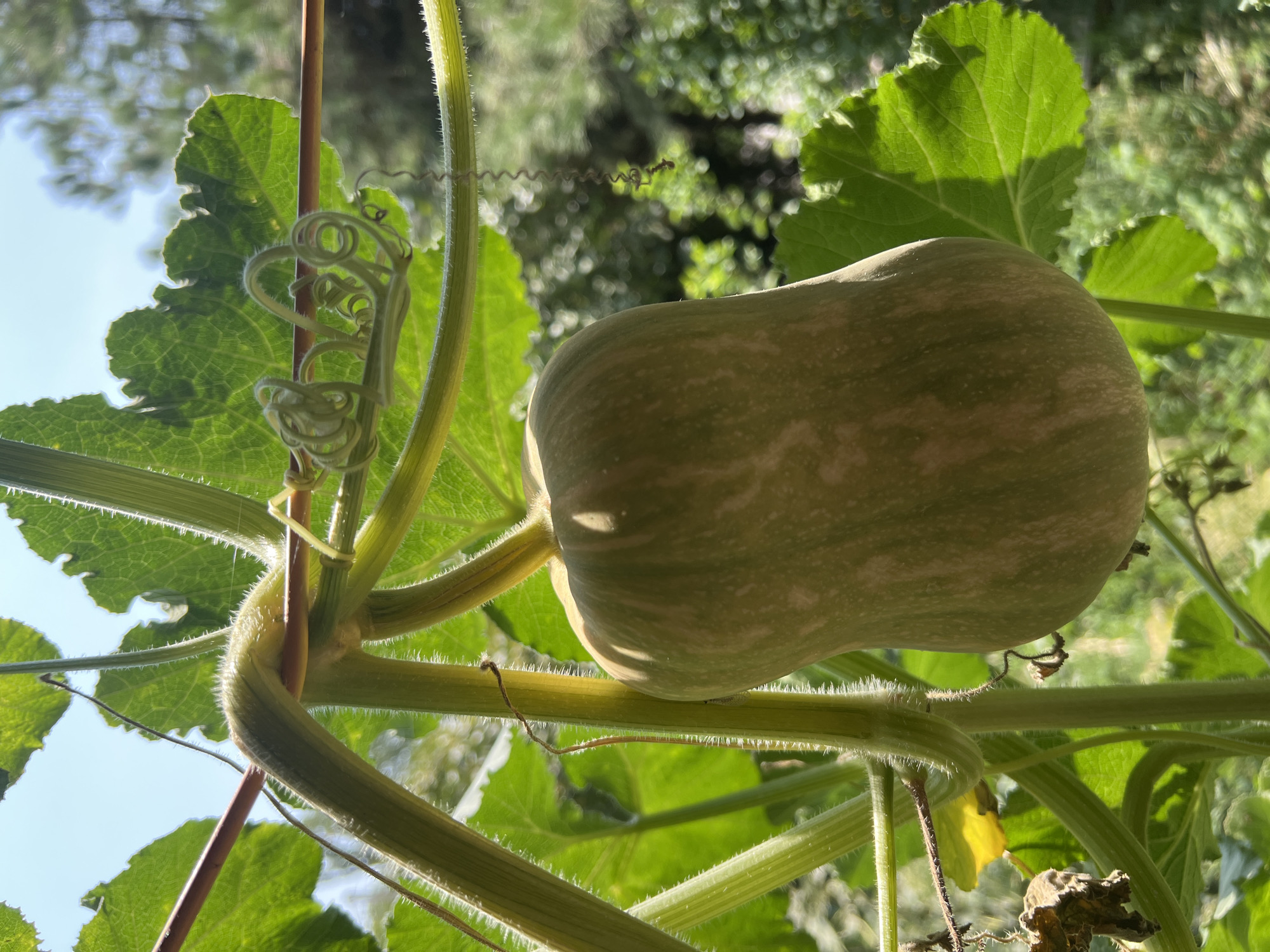 A close-up, eye-level shot showcases a young, pale green butternut squash hanging from its vine. The squash is oriented vertically and displays faint greenish stripes. The surrounding environment is lush and green, with large, serrated leaves and thick, fuzzy vines visible in sharp focus. A thin, dark brown stem runs diagonally across the top left of the frame, supporting the vine. Delicate tendrils curl from the vine, one forming a tight spiral. In the background, out-of-focus greenery and sunlight suggest an outdoor setting, possibly a garden or agricultural area. The image does not depict any people or specific landmarks that would allow for identification of a precise location within Tashkent, Uzbekistan. The lighting indicates it is daytime.