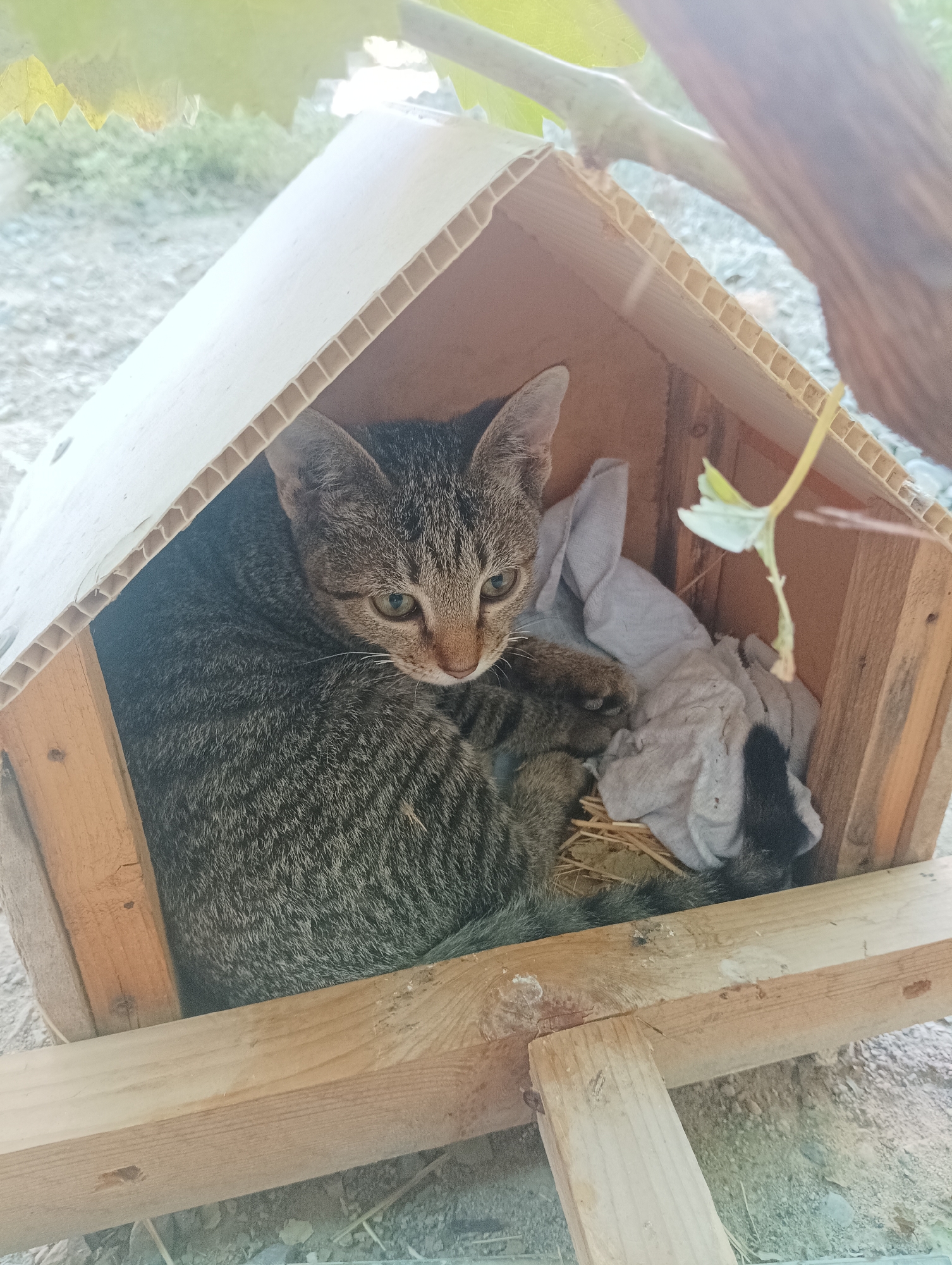 A tabby kitten is curled up inside a makeshift wooden shelter with a corrugated plastic roof. The shelter is situated outdoors on a gravelly surface, possibly in a backyard. The kitten is nestled amongst some straw and a piece of white fabric. The background shows some greenery and a branch from a tree overhead. The location is identified as Sergeli, Uzbekistan.
