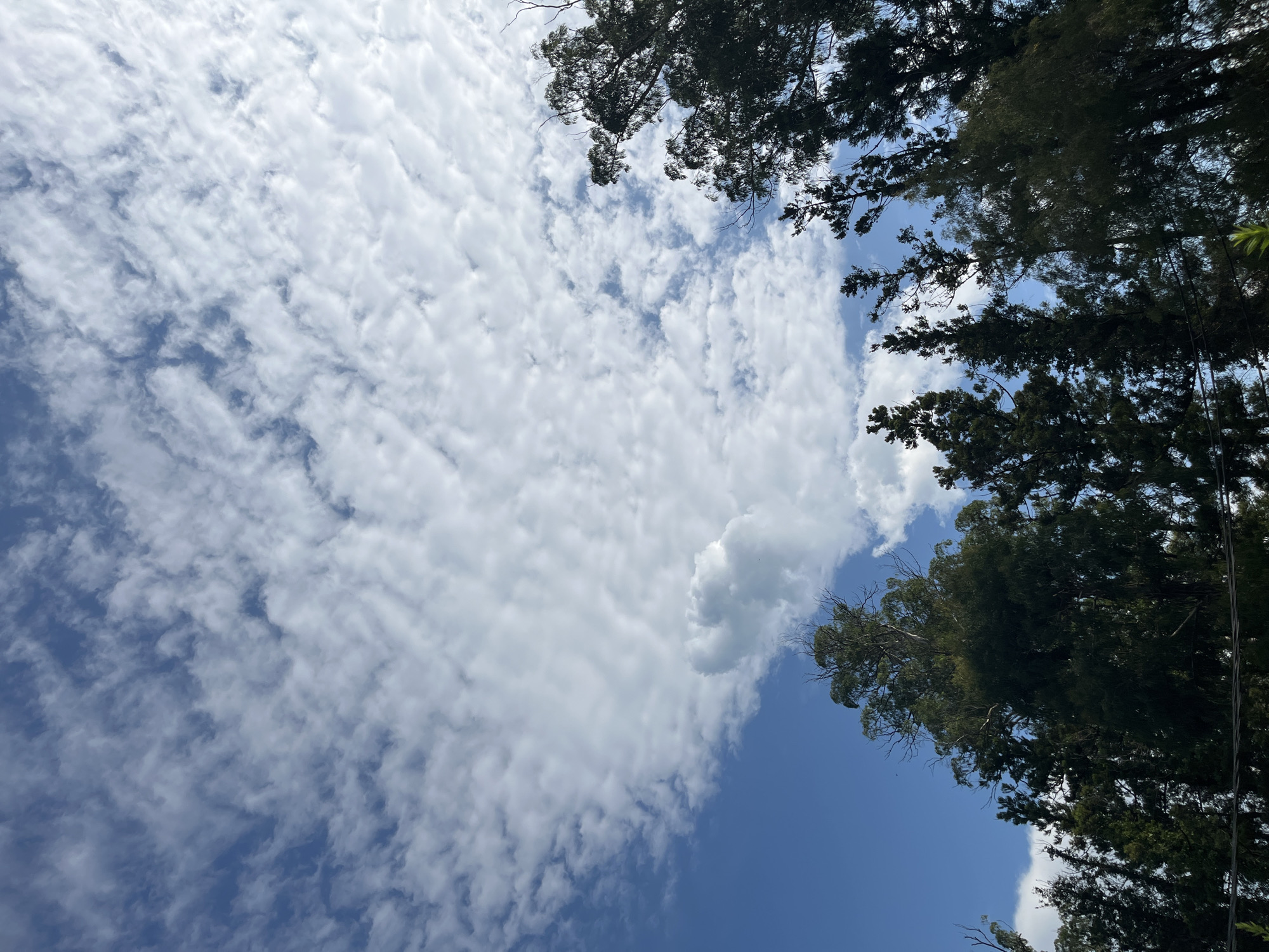 A low-angle, outdoor, daytime, full shot captures the tops of tall, dark green evergreen trees silhouetted against a bright blue sky filled with scattered, wispy white clouds. The trees dominate the bottom half of the frame, their branches and foliage creating a dense, textured canopy. The clouds are varied in density, with some areas appearing thin and translucent, allowing glimpses of the blue sky through them, while others are thicker and more defined, creating a textured pattern across the sky. The image appears to have been taken in Ureki, Georgia, known for its natural beauty and coastal environment.