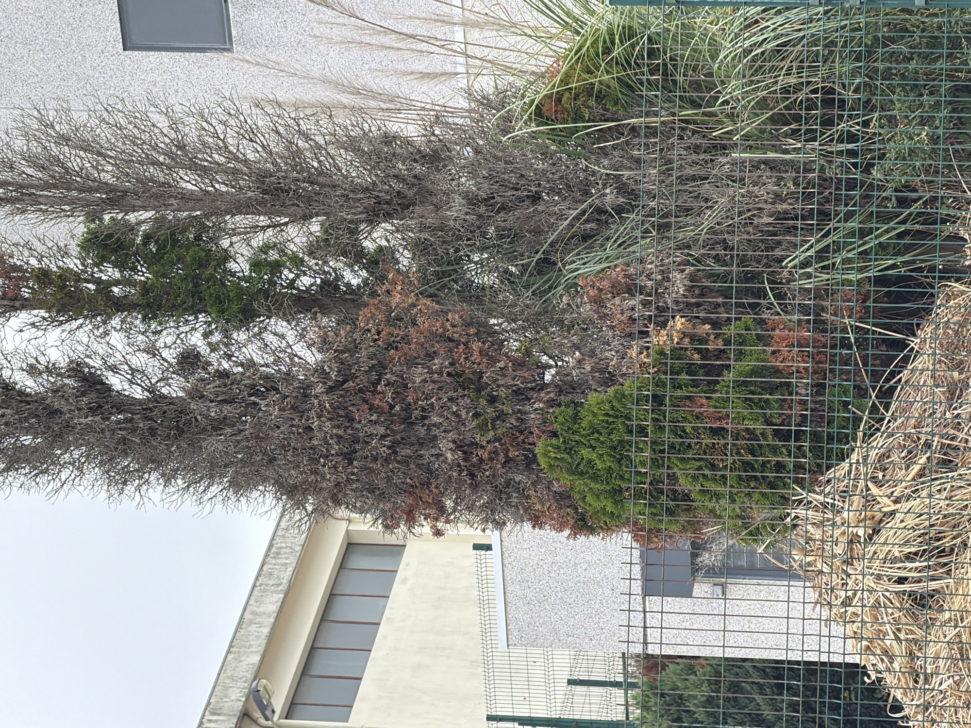 In Vila Nova de Gaia, Portugal, a cloudy day presents a scene featuring a multi-story building with a light-colored facade and rows of windows on the left, and a textured, light-gray building with a dark rectangular window on the right. In the foreground, a green metal mesh fence encloses a garden area. The garden contains several trees, some of which appear dead or dried out, with brown and gray foliage, while one is a vibrant green coniferous tree. Tall, dry grass and feathery plants are also visible. In front of the fence, a pile of dried plant matter, likely garden waste, is situated. The overall impression is one of an urban outdoor environment with a mix of architectural structures and a somewhat neglected garden.