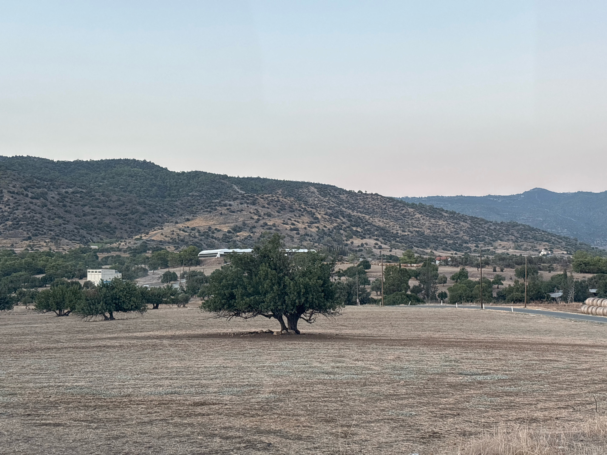 The image depicts a rural landscape in the Armenochori Community, Cyprus. The foreground is a dry, brown field with visible rows indicating recent agricultural activity. In the middle ground, a large, mature tree stands centrally, its branches spread wide. Behind the tree, a cluster of smaller trees and some buildings are visible. One prominent building is a long, white structure with a curved roof, possibly a greenhouse or agricultural facility. To the right of the field, a paved road runs along the edge, with hay bales stacked on the side. In the background, rolling hills covered with sparse vegetation and trees rise towards the horizon. The sky is a pale, hazy blue, suggesting it is either early morning or late afternoon. The overall impression is one of a tranquil, agricultural setting in a Mediterranean climate. There are no people or animals visible in the image.