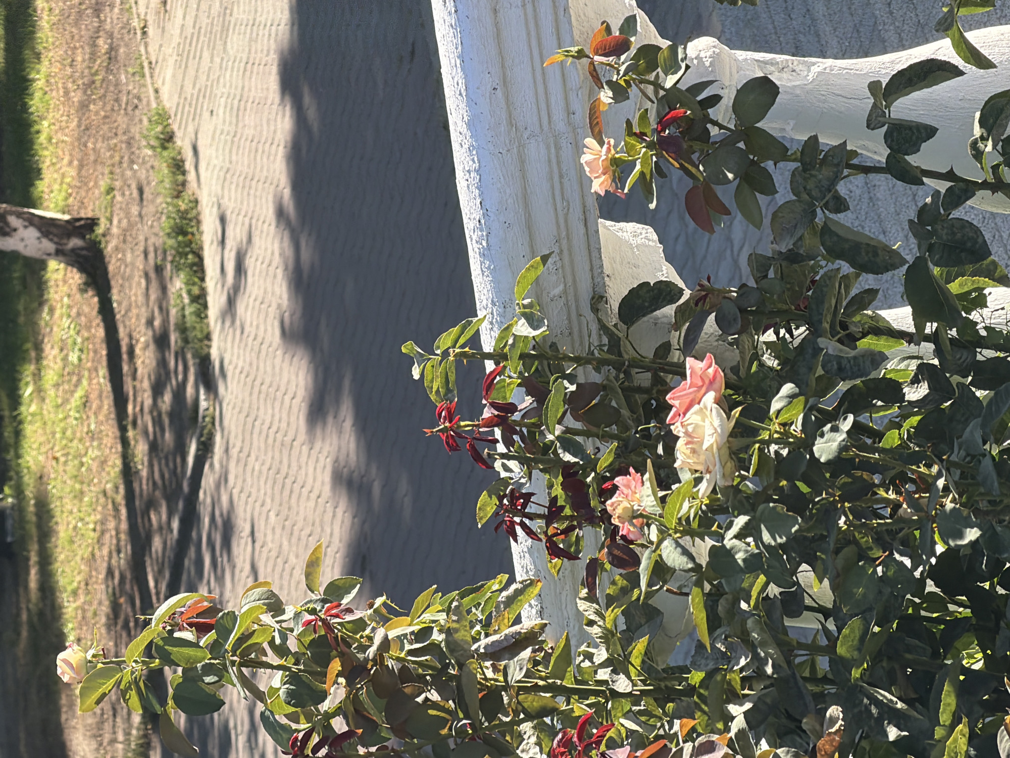 The image depicts a close-up view of rose bushes growing along a white decorative railing. The railing appears to be made of concrete or plaster and features a textured, somewhat weathered surface. Behind the railing, a paved walkway with a distinctive interlocking brick pattern is visible, with patches of grass and a tree trunk in the background. Sunlight casts dappled shadows from unseen foliage onto the walkway. The rose bushes have green leaves and some show new growth with reddish hues. Several rose blooms are present, with some in full bloom and others still developing. The colors of the roses range from pale pink to a more saturated blush. The overall scene suggests an outdoor setting, possibly a park, garden, or residential area in Rostov-on-Don, Russia, characterized by the combination of greenery, architectural elements, and paving. There are no people visible in the image, and no discernible actions or interactions are taking place. The focus is on the botanical and environmental details.