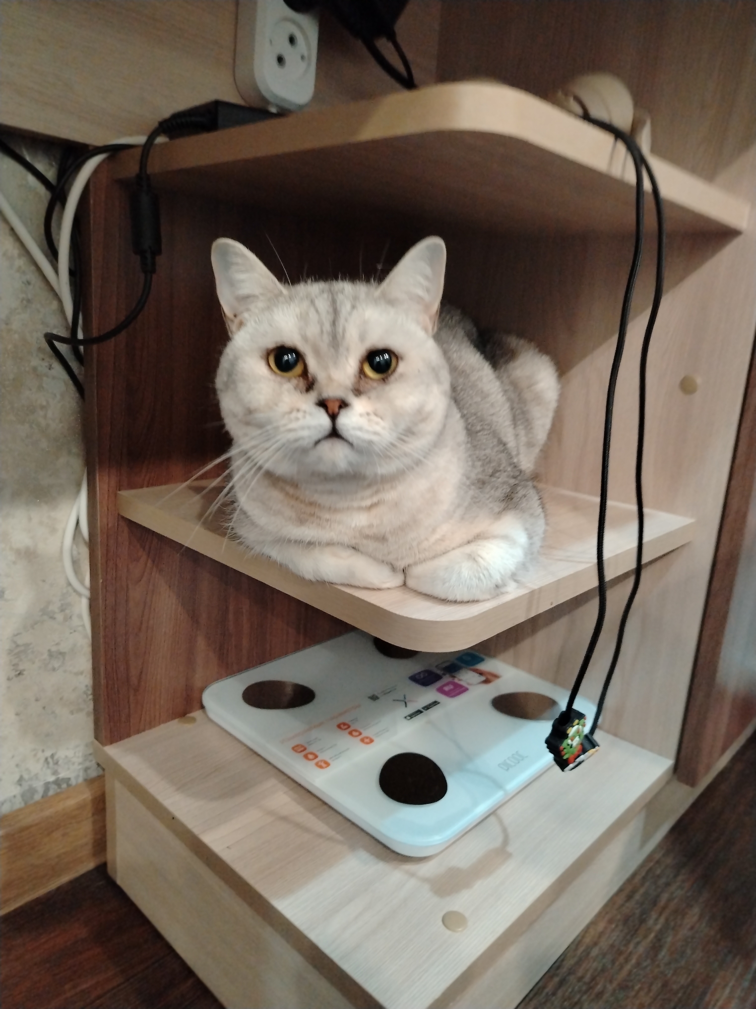 The main subject of the image is a light-colored cat, likely a British Shorthair or similar breed, with silver-gray tabby markings and prominent amber-yellow eyes. The cat is sitting in a "loaf" position, with its front paws tucked under its chest, on a light wooden shelf. It is looking directly at the camera with a calm and curious expression.
The cat is situated within a multi-tiered wooden shelving unit, which features shelves of both light and medium-brown wood tones. Above and to the left of the cat, an electrical outlet with a white plug is visible on the wall, along with several black and white cables connected to it and draped around the shelves. These cables indicate the presence of electronic devices.
On the shelf directly below the cat, a white electronic personal scale is placed. The scale has two black circular sensors and a display area featuring various icons and numbers. Visible text on the scale includes "CHDE", what appears to be repeated "100" digits, and a "Y" symbol. Small colored icons (purple, pink, blue, green) are also seen on the scale's display. A black cable hangs down in front of the scales, with a small, colorful charm or keychain attached at its end, which appears to be a cartoonish, perhaps festive, figure with green and red details.
The setting is an indoor environment, likely a home in Noviy, Russia, characterized by functional wooden furniture and visible electronic cabling. The lighting suggests an interior, possibly artificial or diffused daylight. The cat appears to be resting or observing its surroundings.