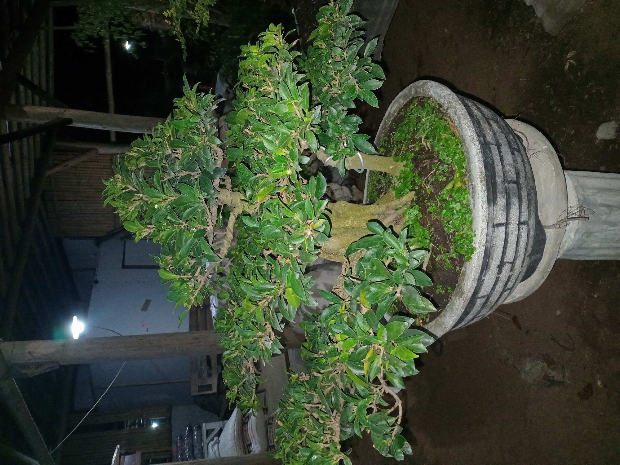 This image depicts a bonsai tree in a decorative pot, placed on a stand. The scene appears to be outdoors, possibly in a garden or nursery setting, with a thatched roof structure visible in the background. The lighting suggests it is nighttime, with artificial lights illuminating the area. In the background, there are bags of what appear to be soil or fertilizer, and some wooden furniture. The bonsai tree itself is lush and green, with visible wiring on its branches, indicating it has been trained and styled. There are no people or animals visible in the frame. The ground is dark and appears to be dirt or pavement.
While the image does not contain any direct visual cues to confirm its location in Semarang, Indonesia, the presence of typical outdoor structures and materials common in the region, combined with the style of the bonsai and its potting, are consistent with what might be found in such a locale. Such scenes are common in horticultural settings or private residences throughout Southeast Asia, including cities like Semarang.