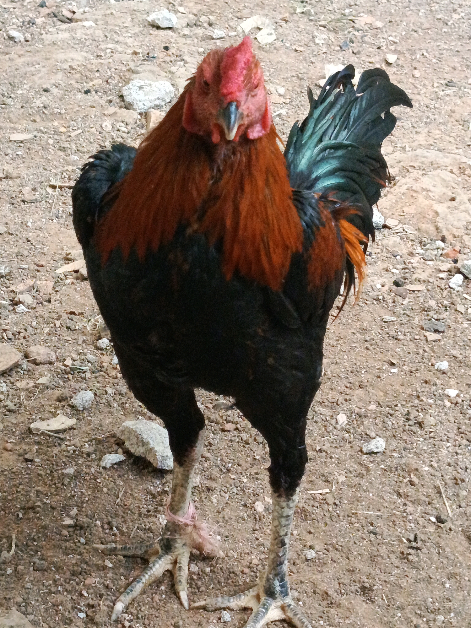 A rooster stands on sandy ground in Megang Sakti I, Indonesia. The rooster has dark feathers with iridescent green and blue tail feathers, and bright red comb and wattles. Its legs are yellow-green and one leg has a pink band around it. The ground is composed of small stones, pebbles, and dirt.