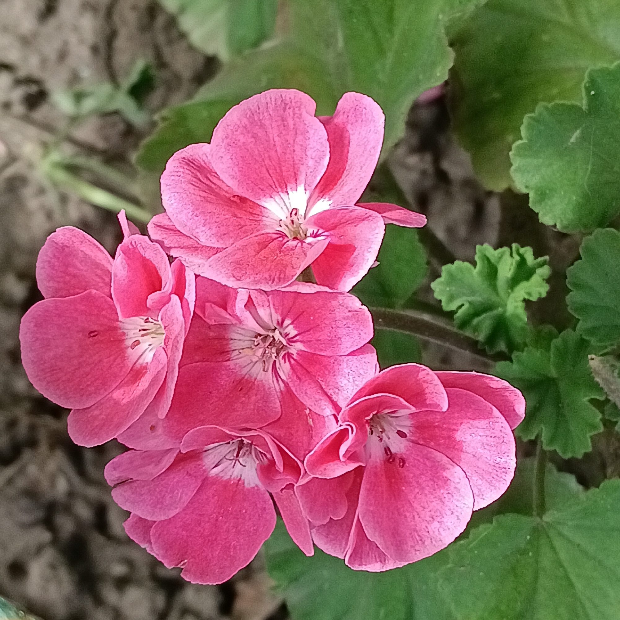 A close-up, eye-level shot captures a cluster of vibrant pink geranium flowers in bloom, with the lower petals of some flowers slightly curled. The flowers are detailed, showing the delicate texture of their petals and the white centers with dark stamens. Lush green geranium leaves and foliage surround the flowers, creating a natural backdrop. The ground beneath is a mix of soil and dry leaf litter, suggesting an outdoor garden or park setting. The lighting appears natural, highlighting the vivid colors of the flowers and leaves. No people or animals are visible in the frame. The scene is devoid of any structures or identifiable landmarks, making it impossible to determine a specific location within Samara, Russia.