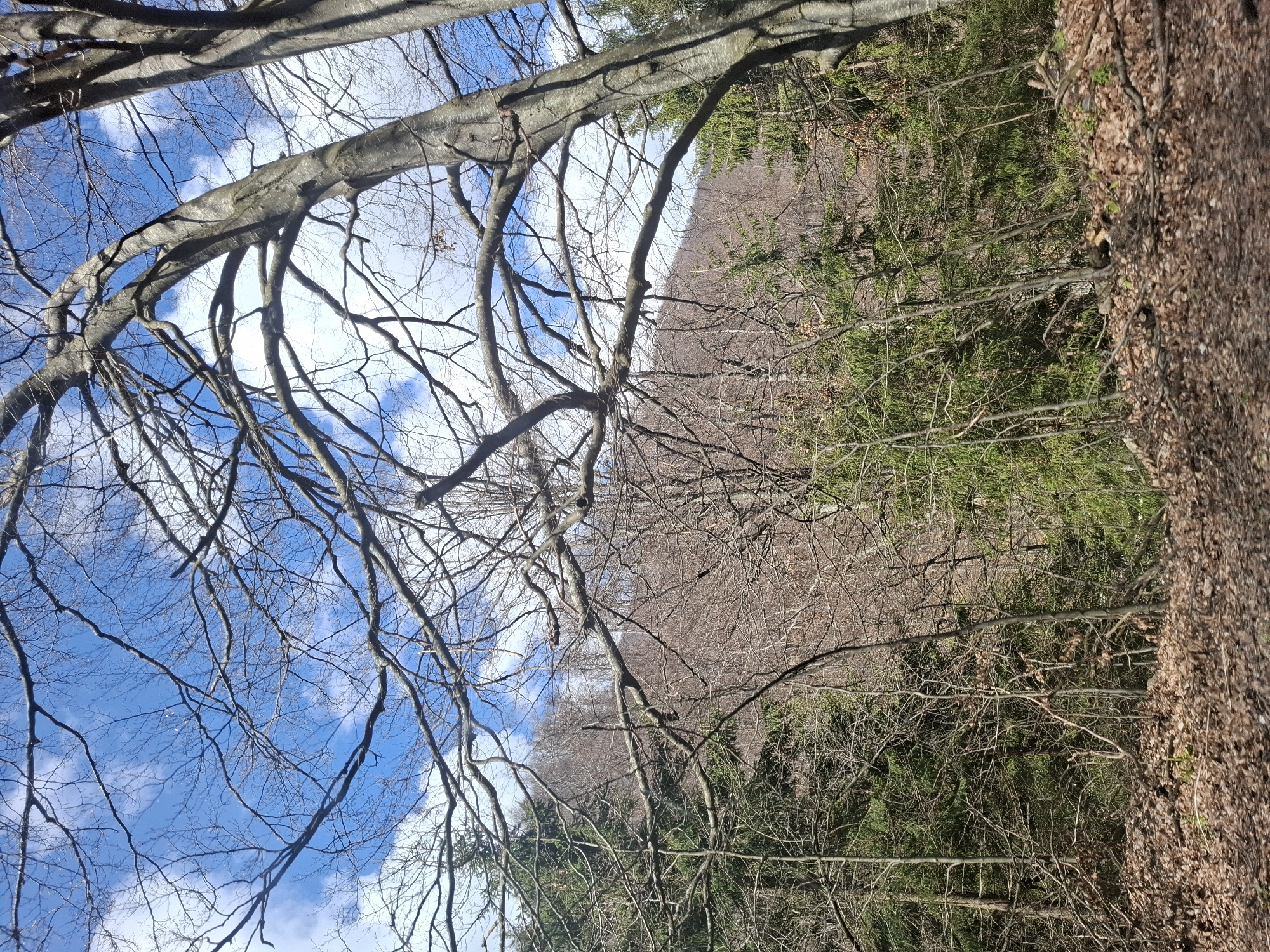 The image depicts a forest scene in Barziya, Bulgaria. A large, bare-branched tree dominates the foreground, its branches reaching into a blue sky with scattered clouds. Behind the tree, the landscape consists of a mix of deciduous trees without leaves and evergreen trees. The ground is covered in brown foliage and vegetation. The overall scene conveys a winter or early spring setting in a wooded area.